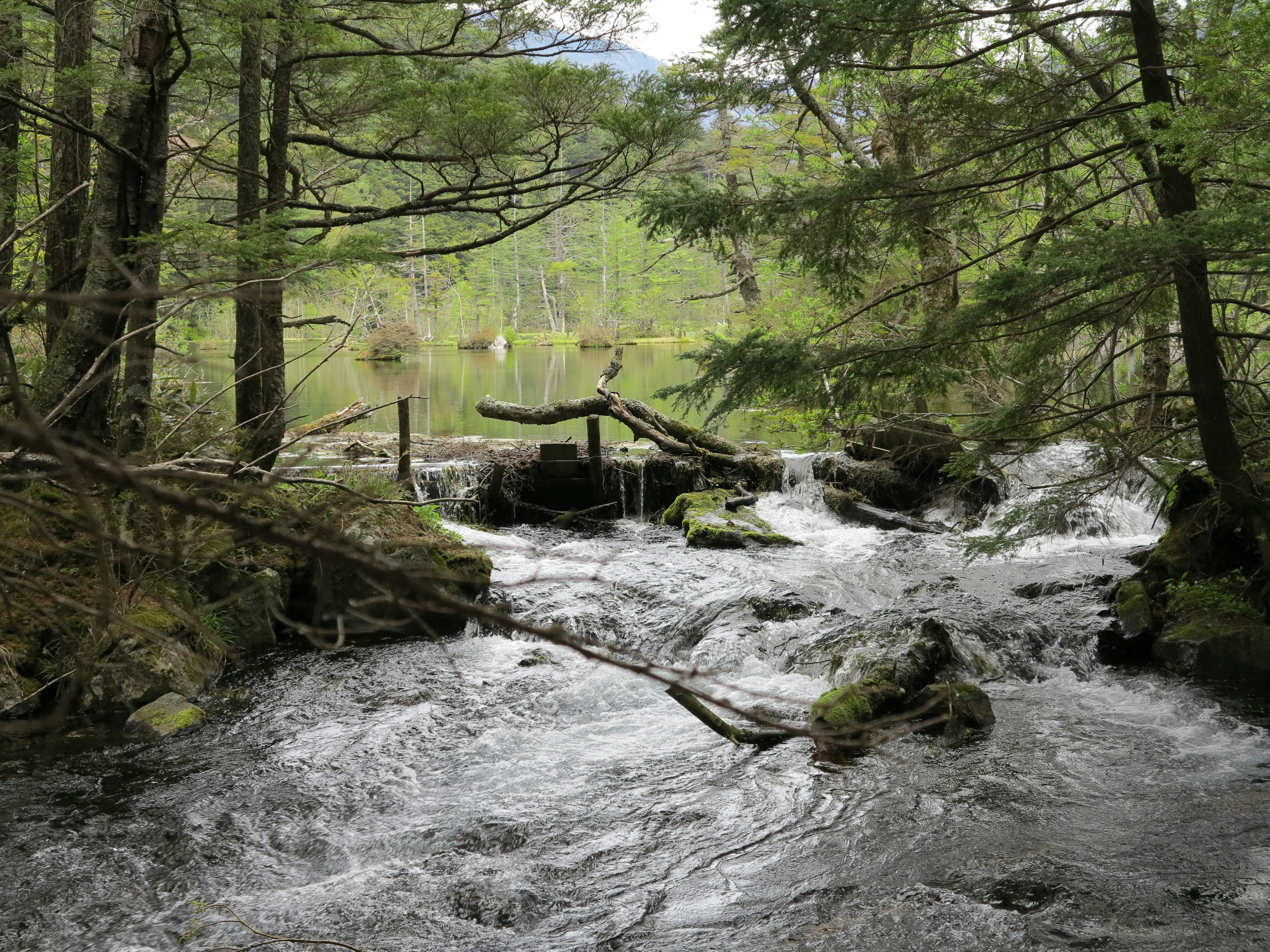 Bach, der durch einen Wald mit Felsen und Grün fließt