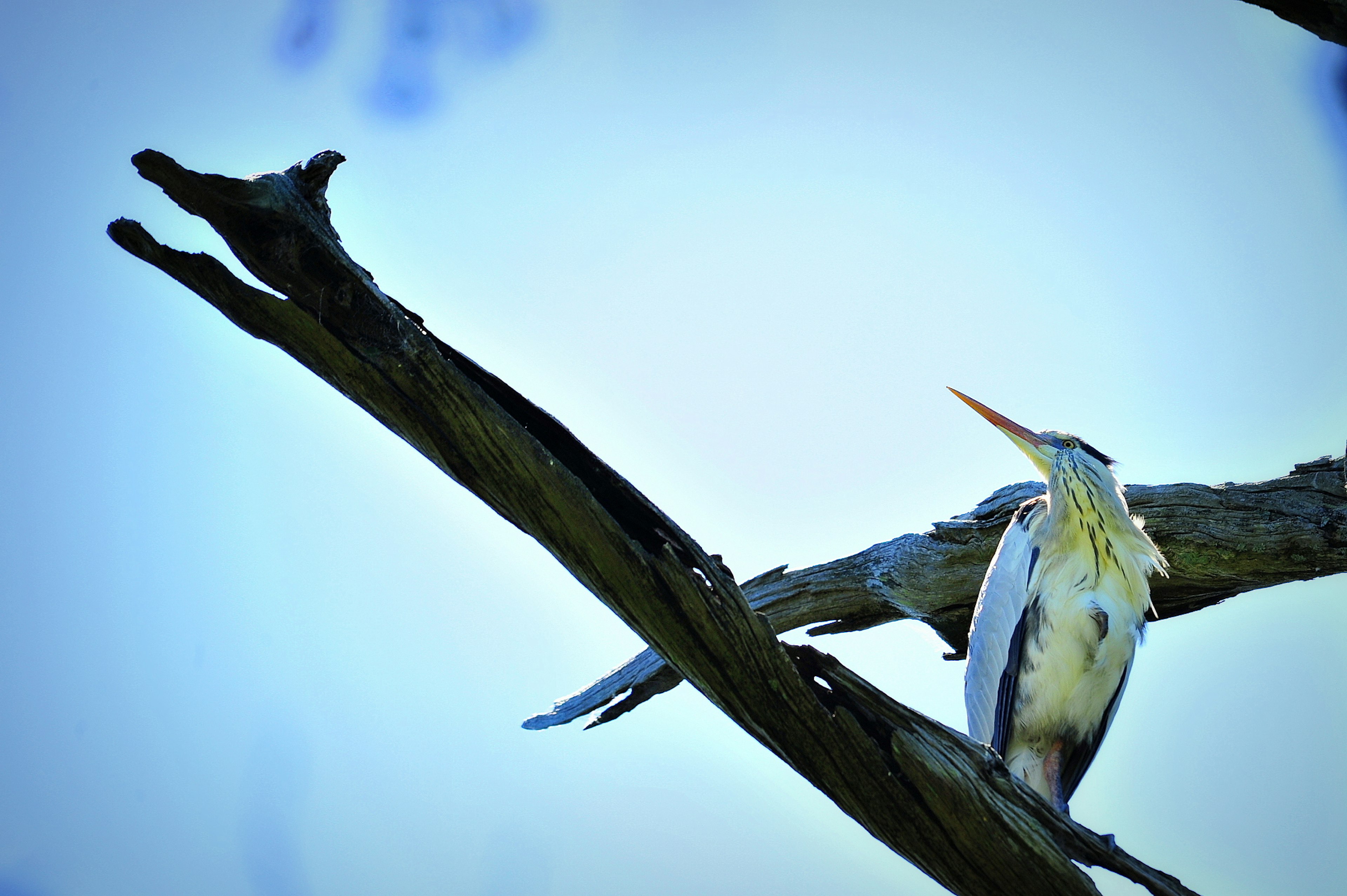 Vogel auf einem Ast vor einem blauen Himmel