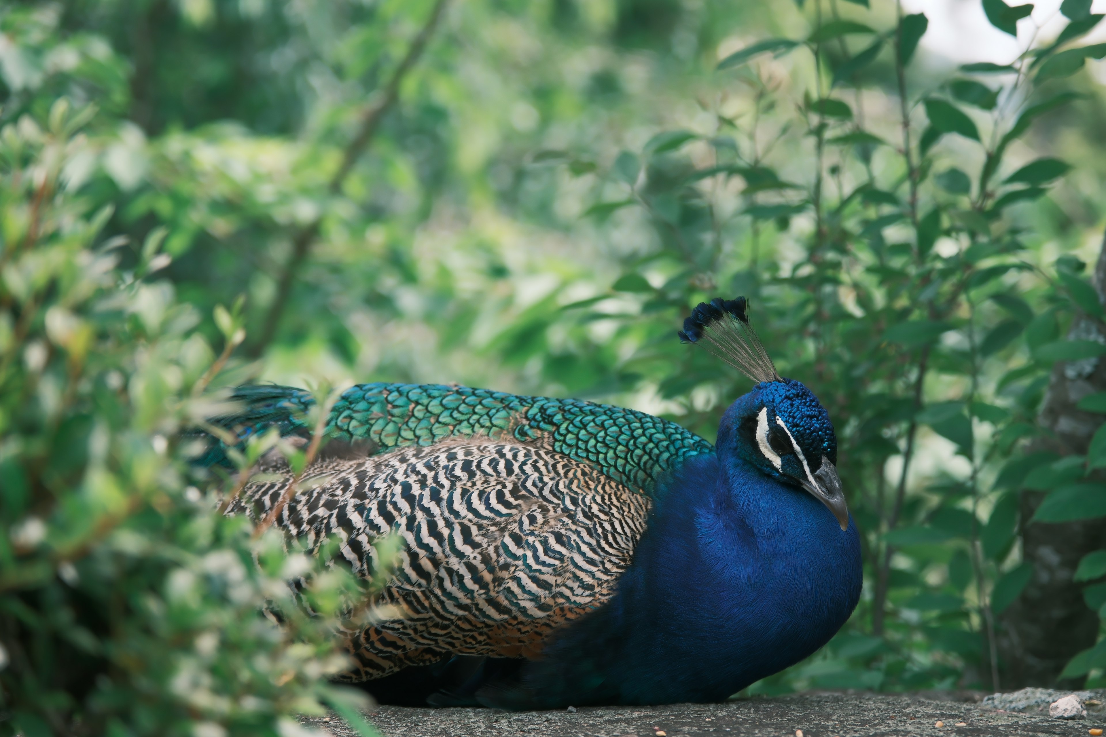 Un beau paon se reposant parmi le feuillage vert