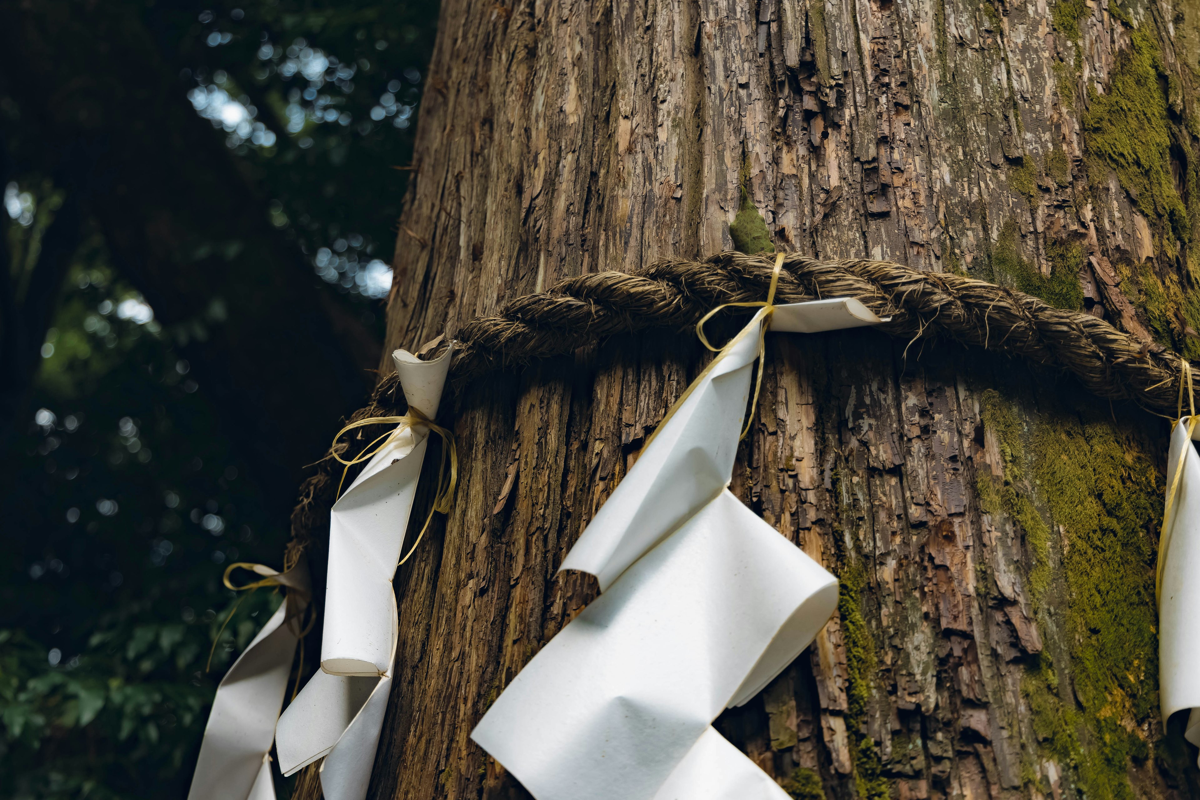 Dicker Baum mit Seil und weißen Papierdekorationen umwickelt