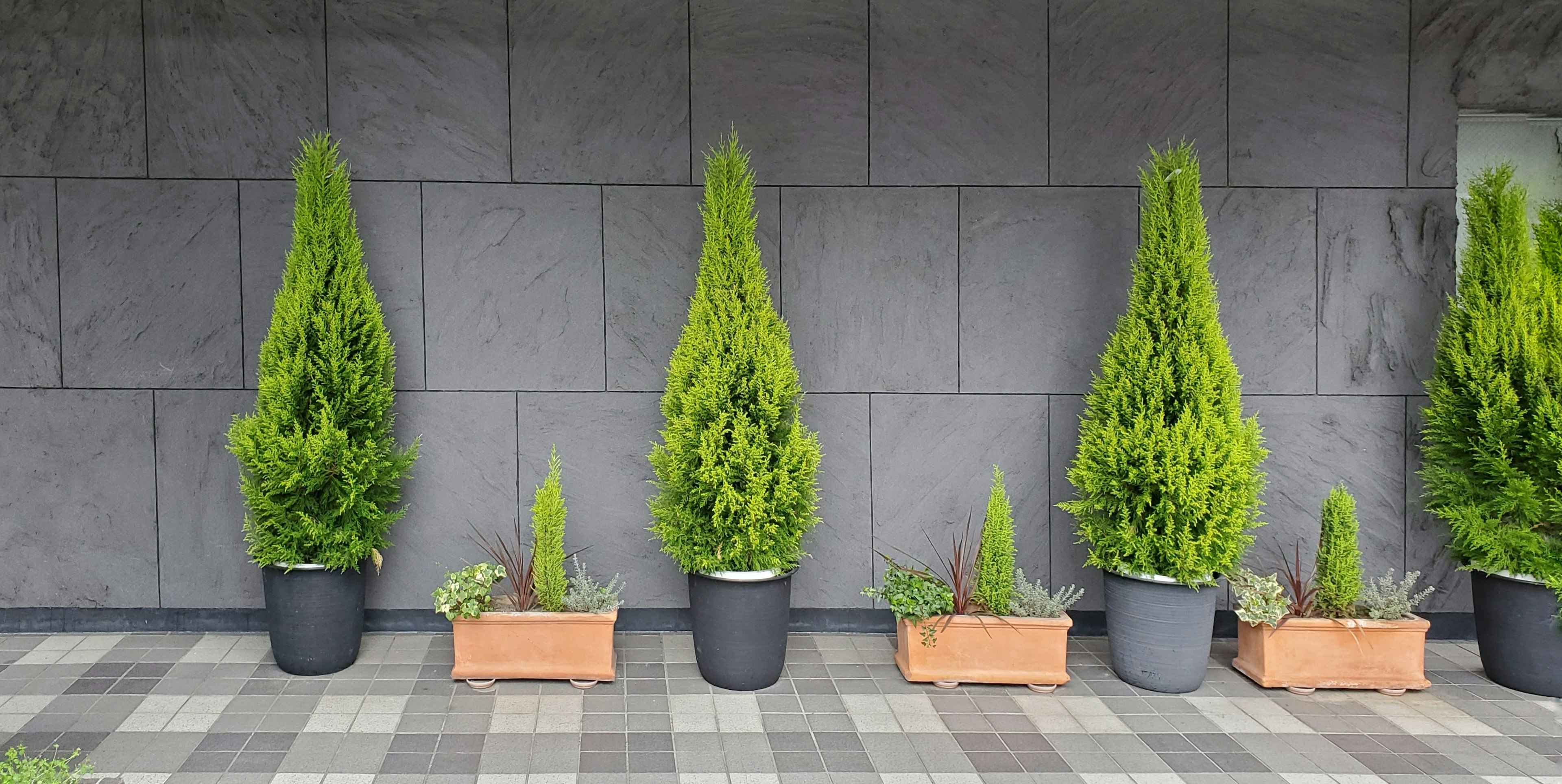 Fila de plantas verdes en macetas frente a una pared negra con diferentes alturas