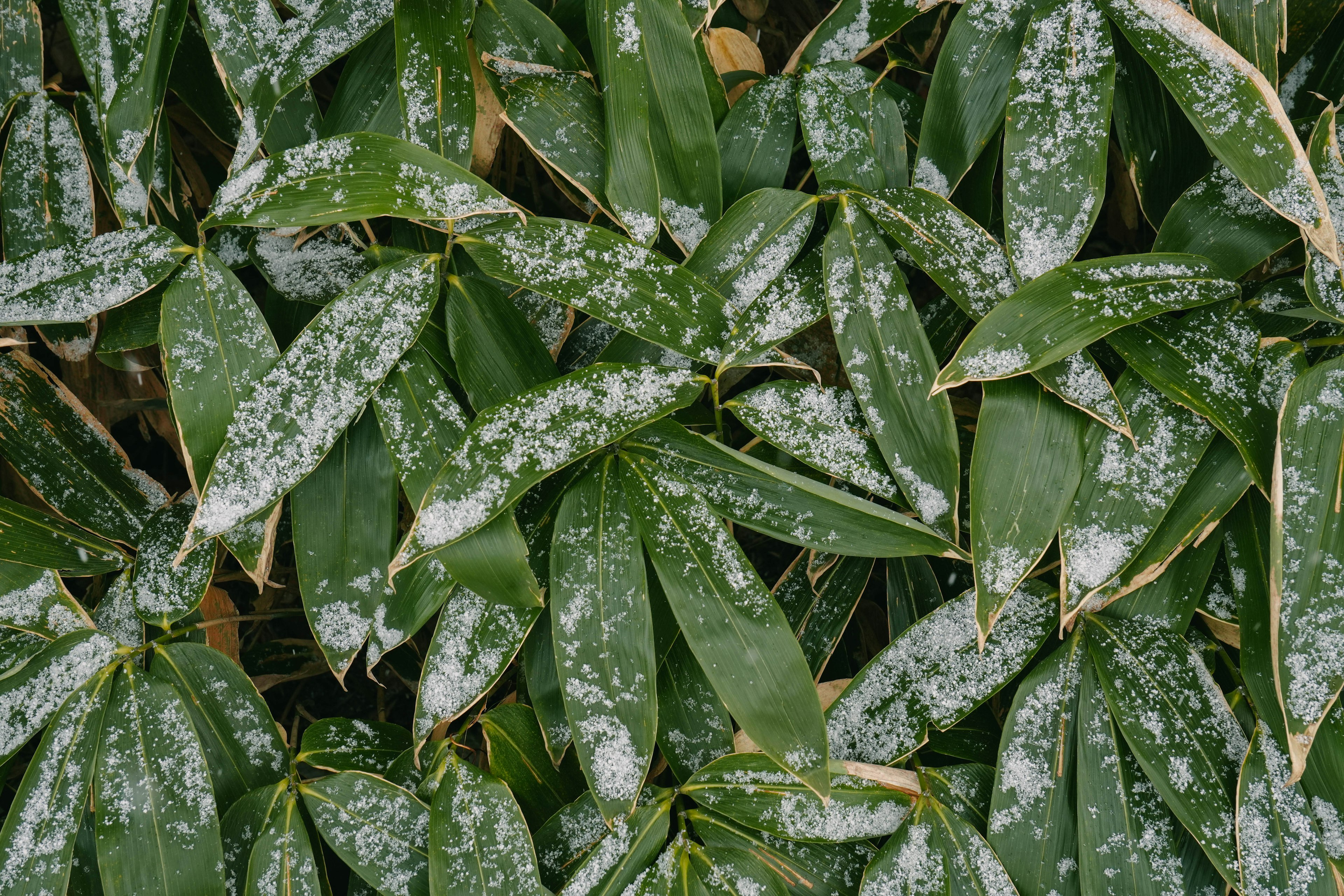 Close-up daun hijau yang tertutup salju