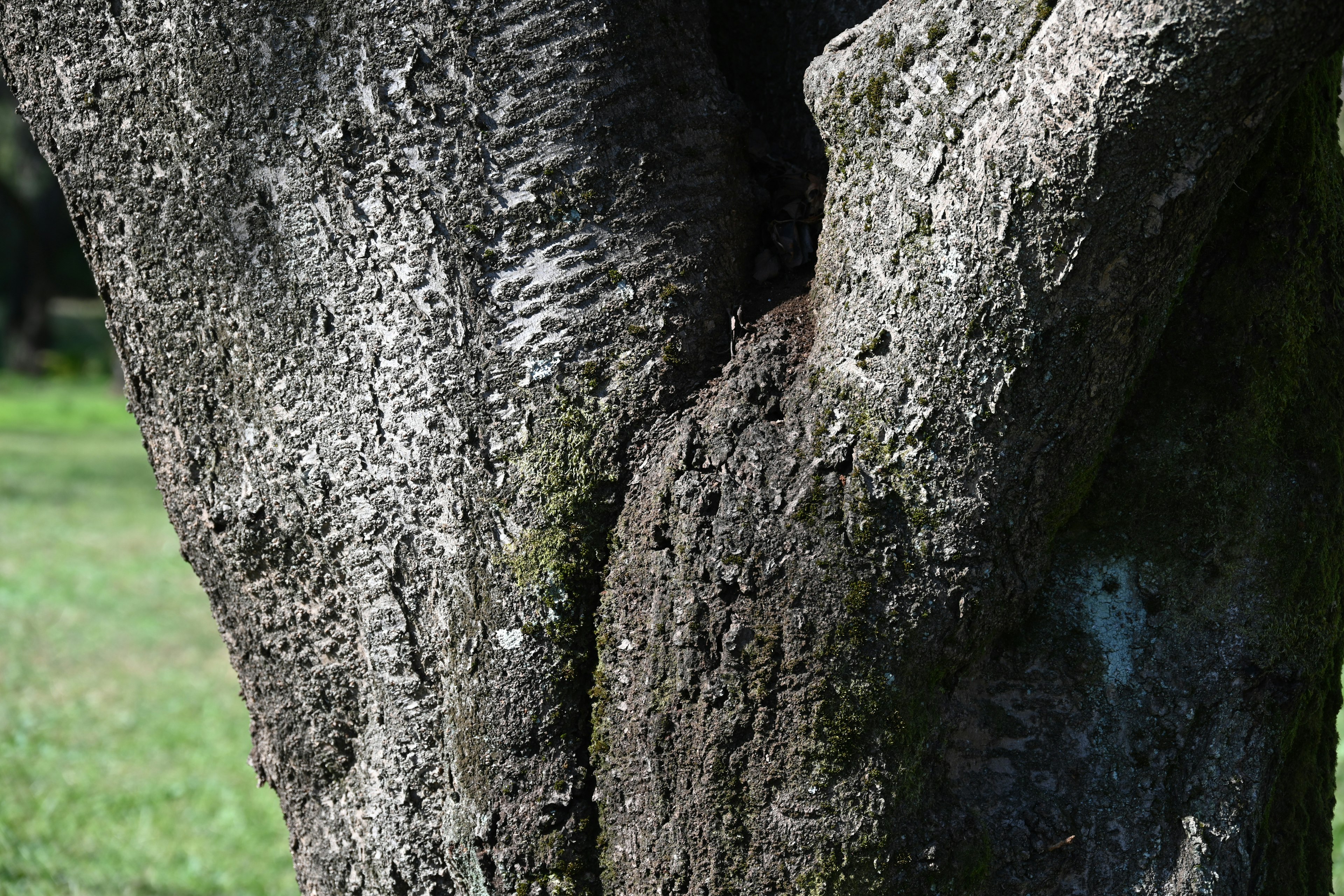 Gros plan sur un tronc d'arbre montrant la texture et les motifs sur fond vert