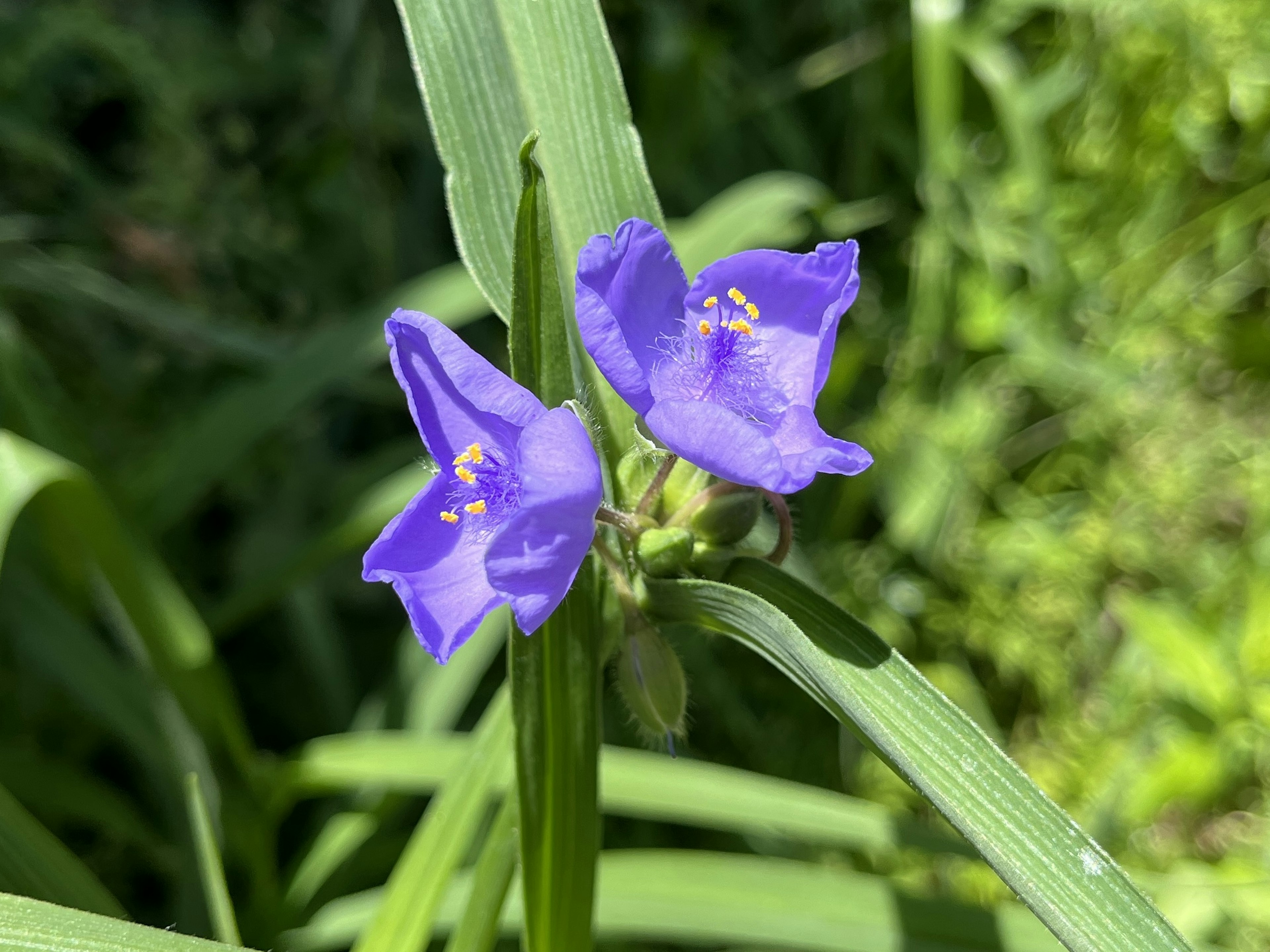 青紫色の花が緑の葉に囲まれている