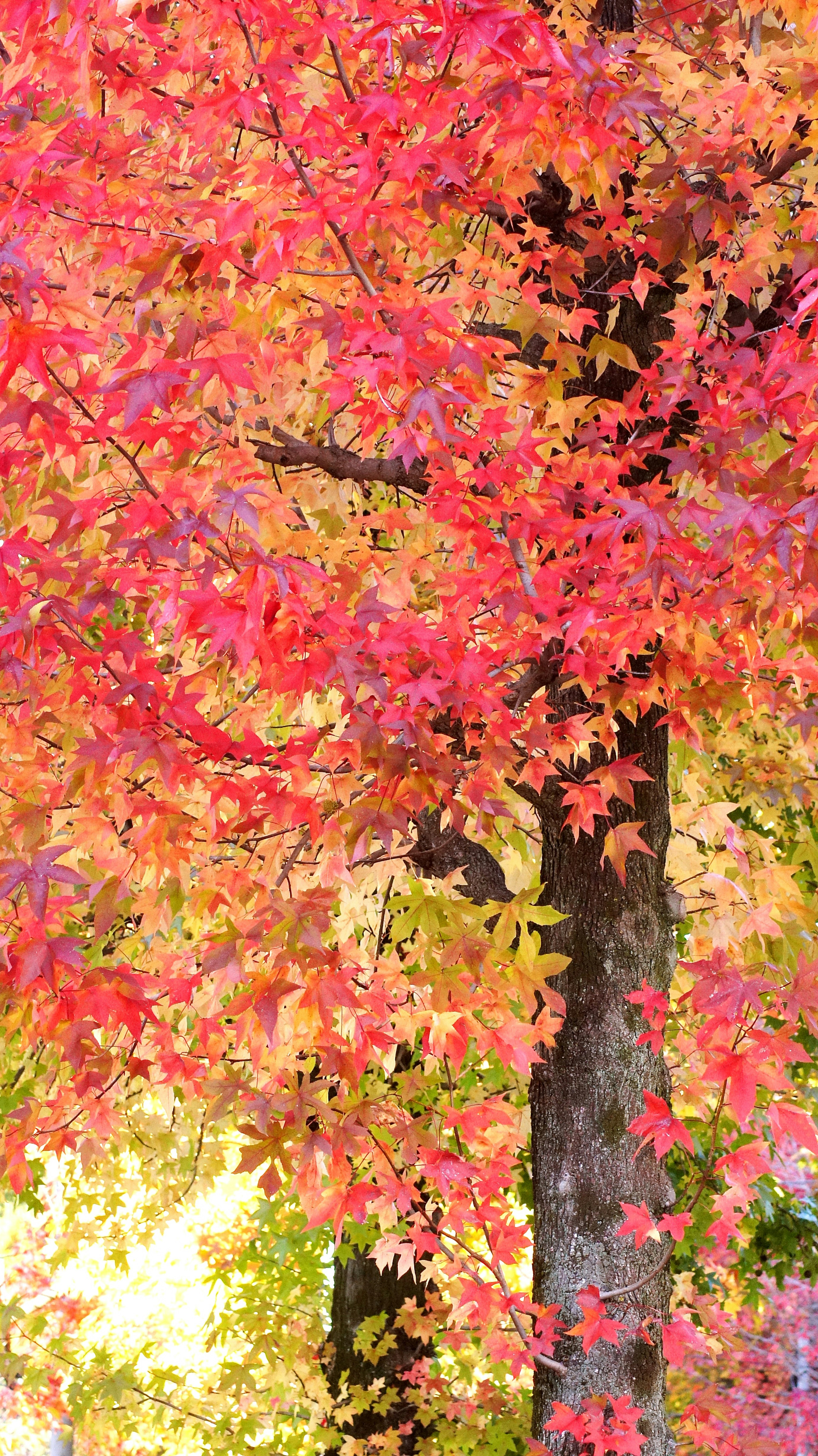 Lebendige Herbstblätter in Rot- und Orangetönen an einem Baum