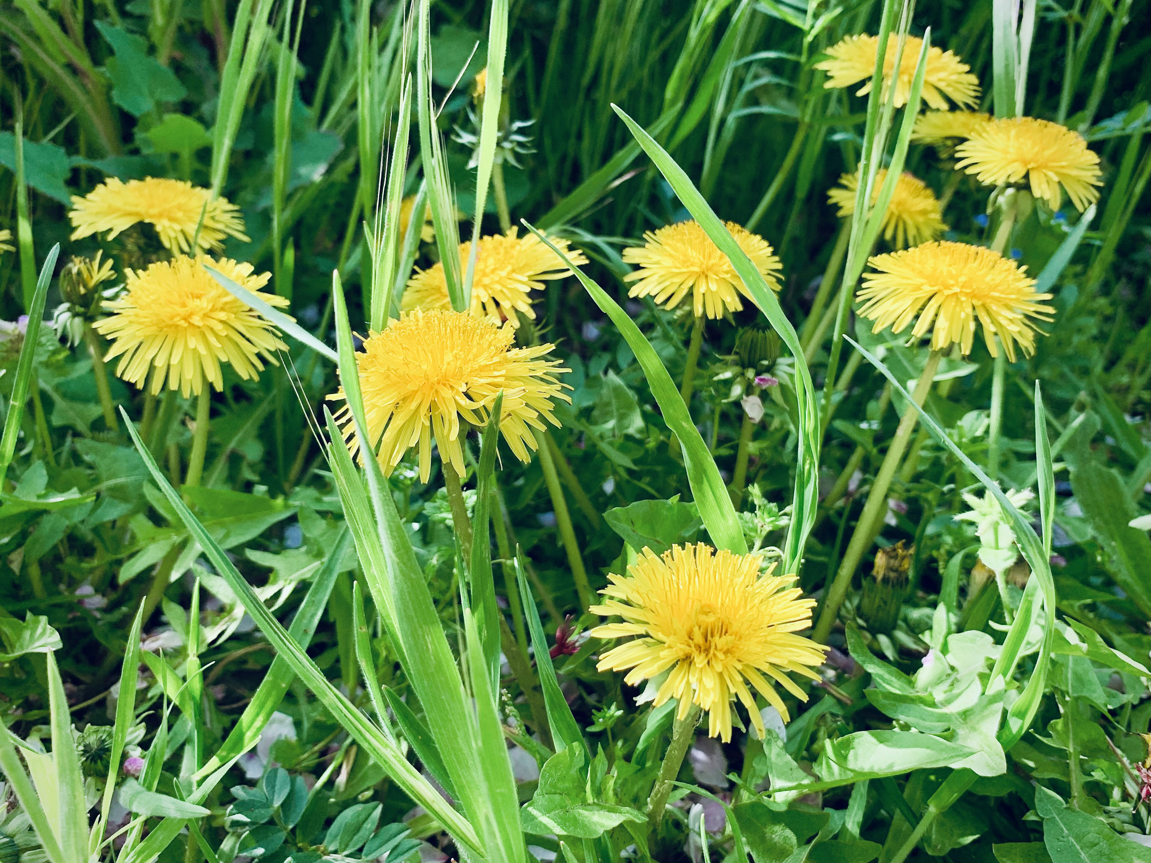 Ein Cluster von lebhaften gelben Löwenzahn in einer grasbewachsenen Landschaft