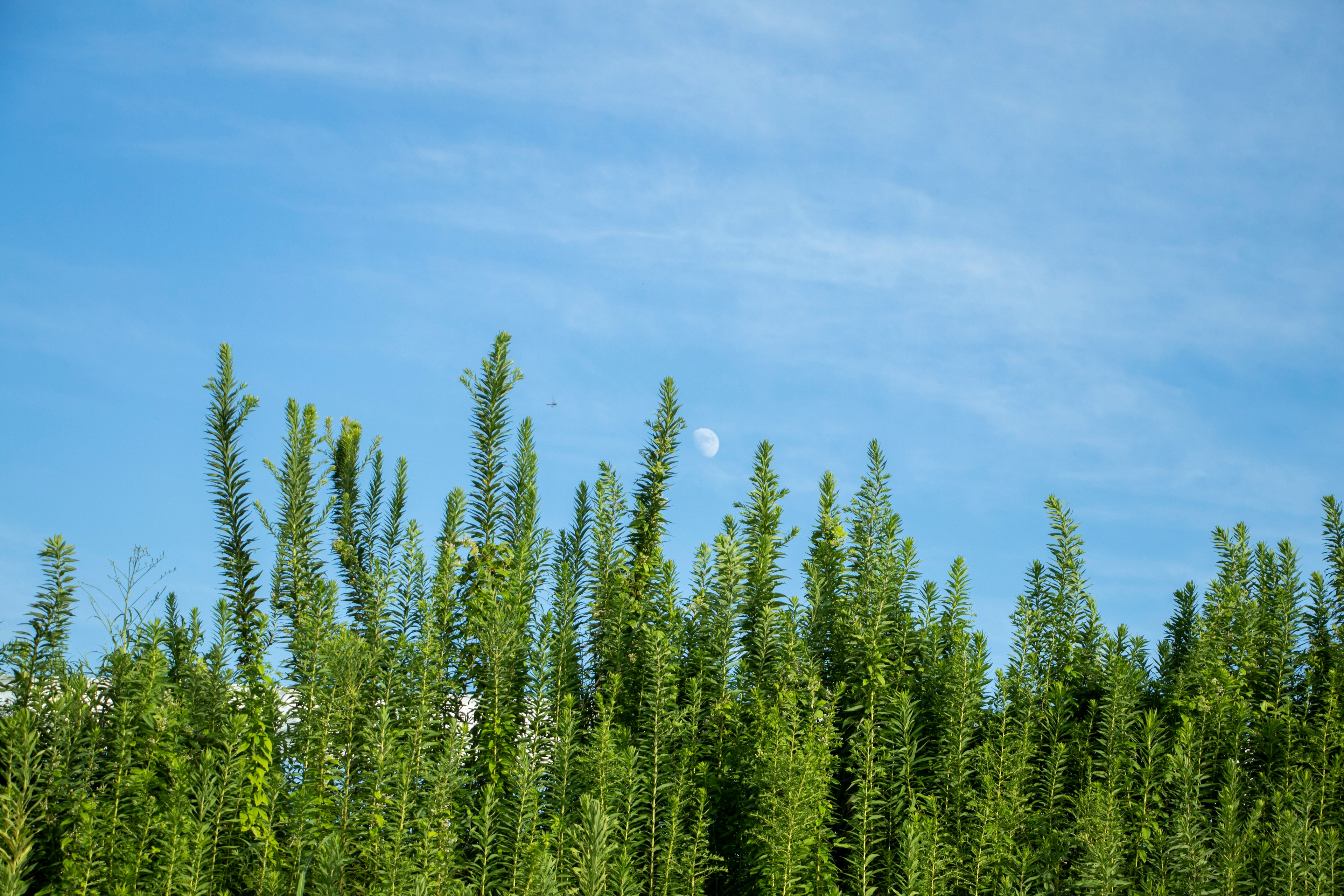 青空の下に高く伸びる緑の植物群と月