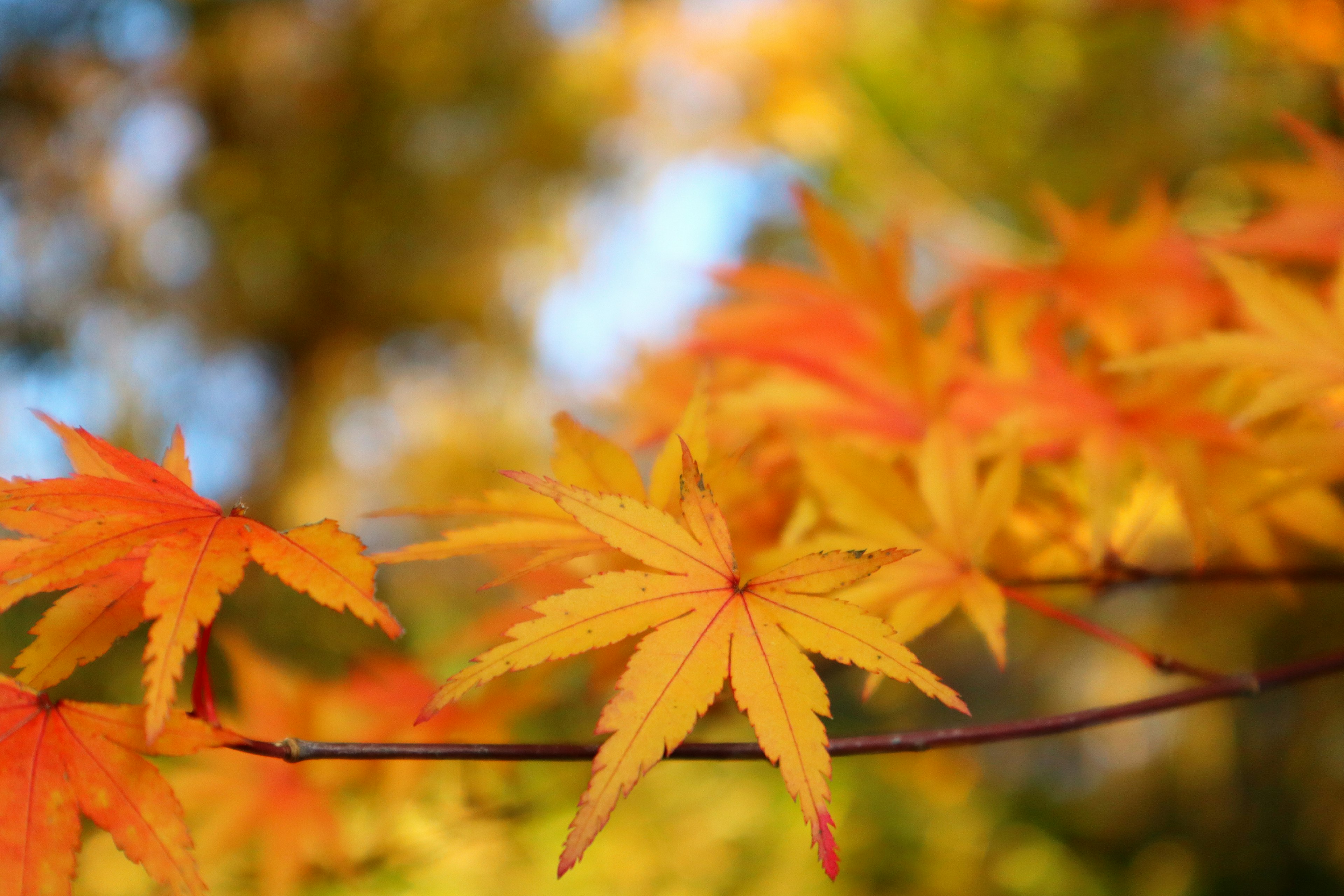 鮮やかなオレンジと黄色の紅葉が美しい枝