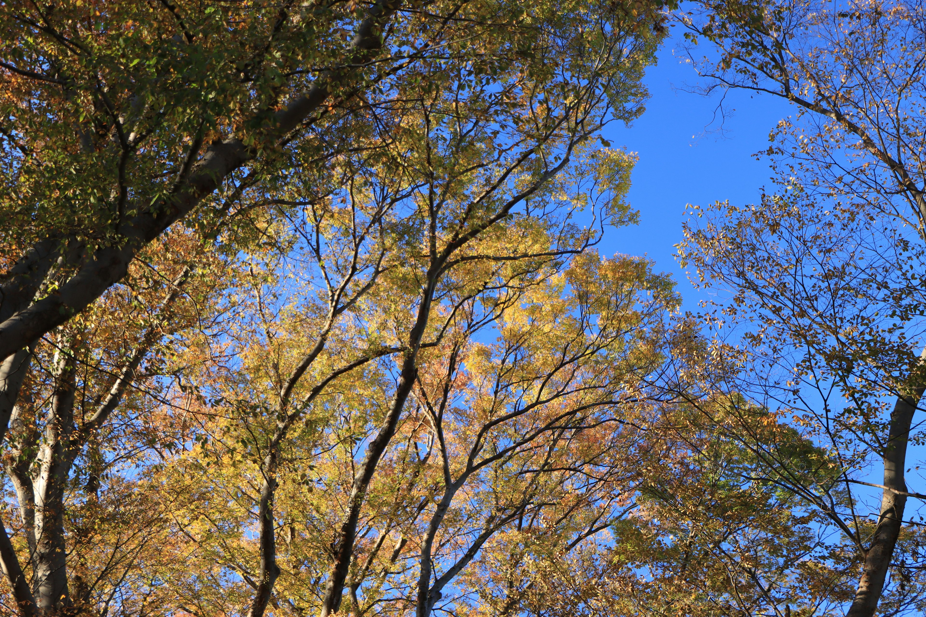 Alberi con foglie autunnali sotto un cielo blu chiaro