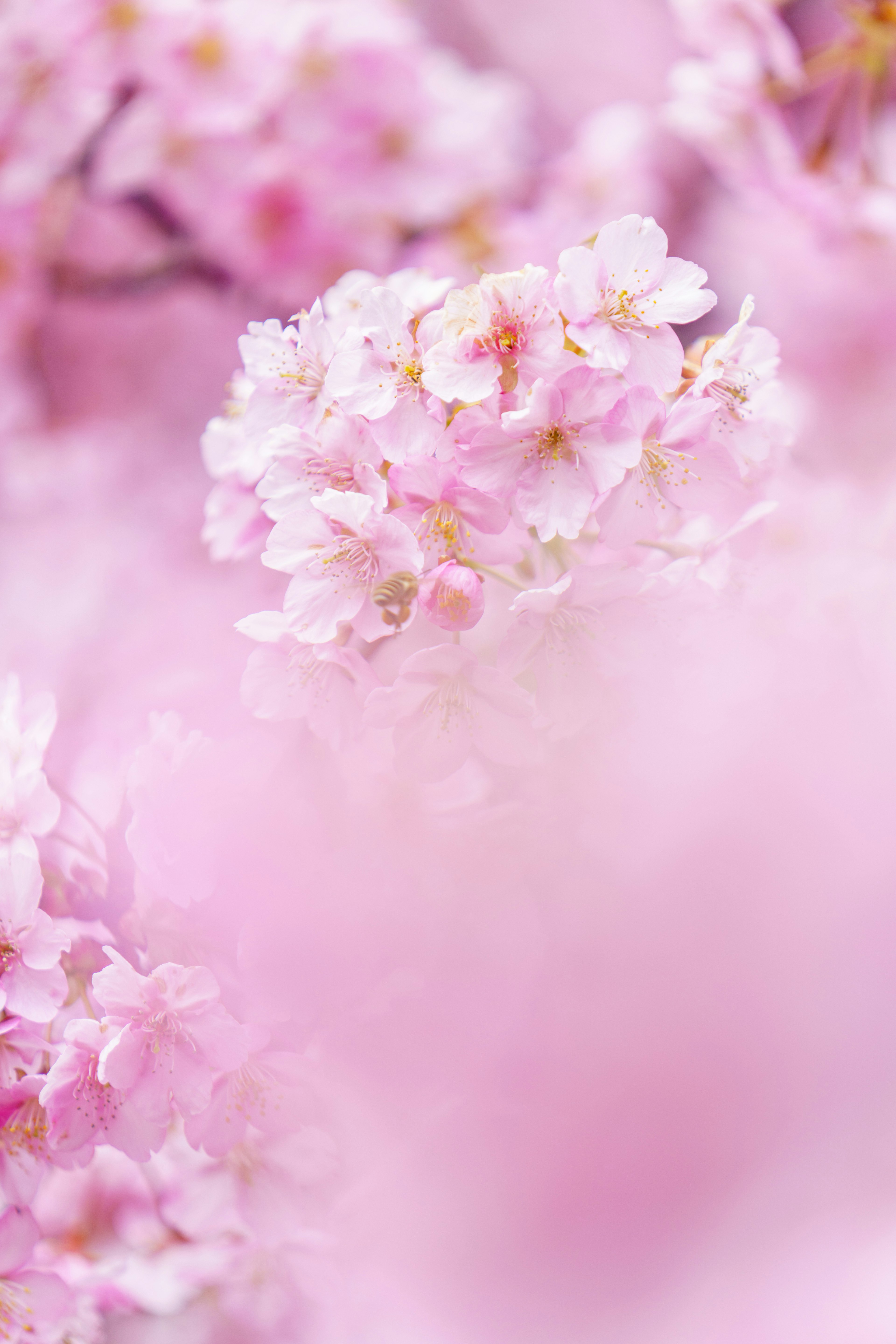 Soft pink flowers with blurred cherry blossoms in the background