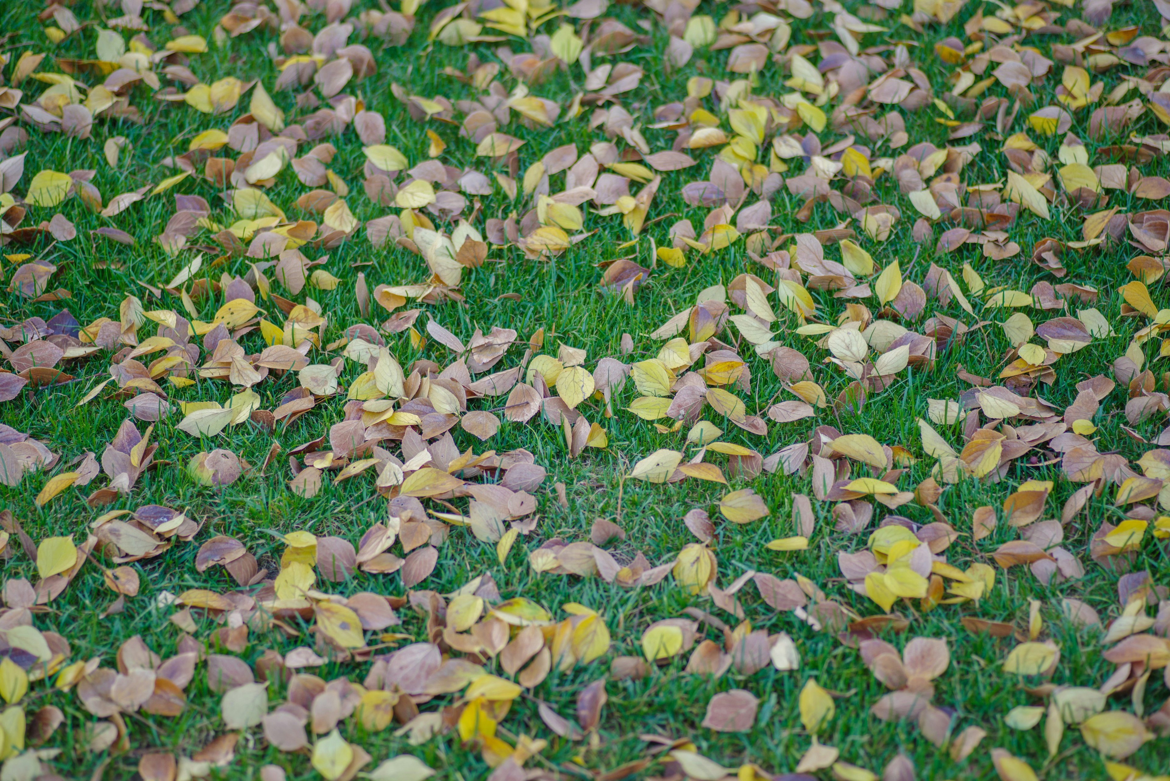 Yellow and brown leaves scattered on green grass