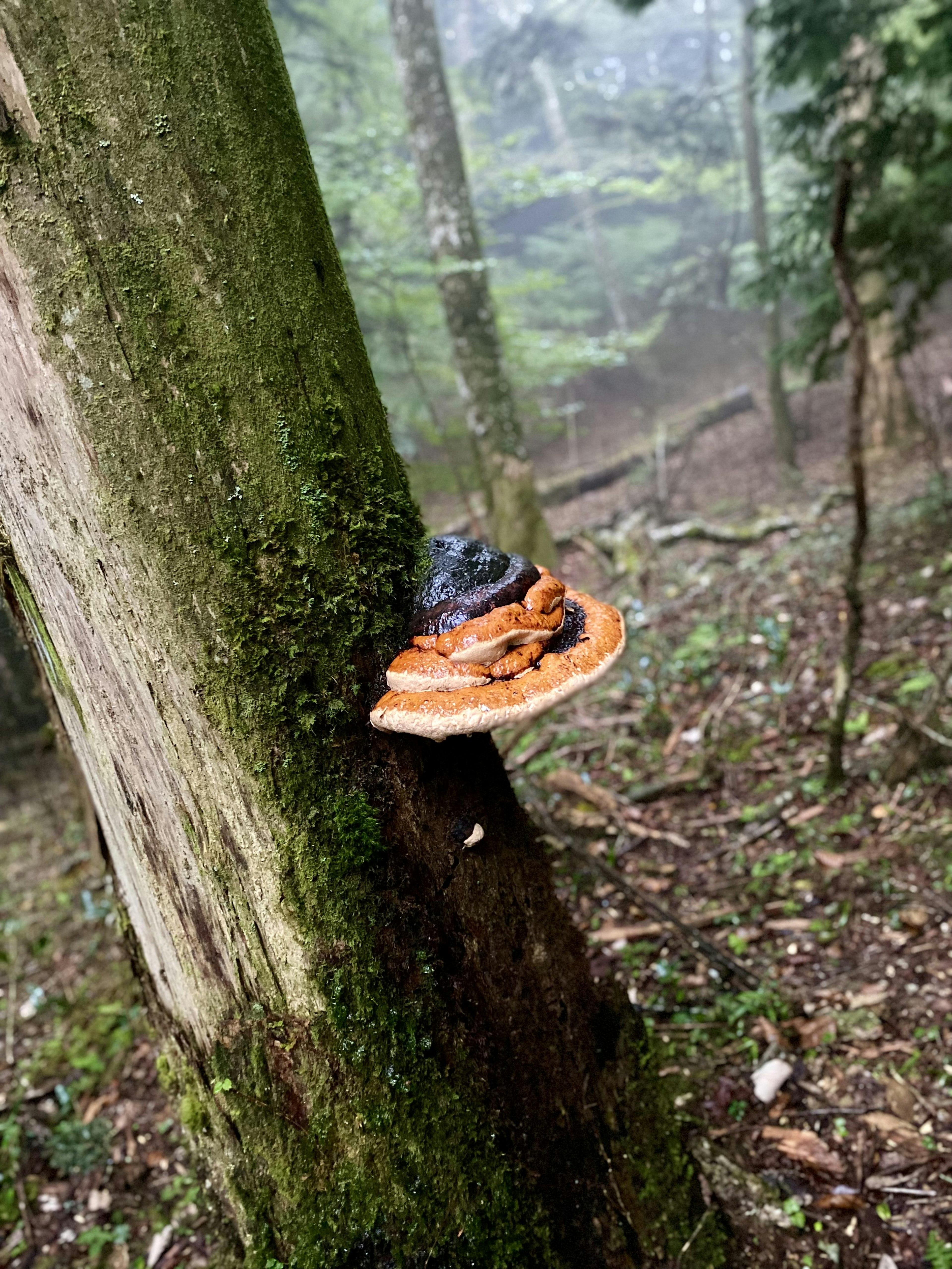 Un champignon coloré poussant sur le tronc d'un arbre