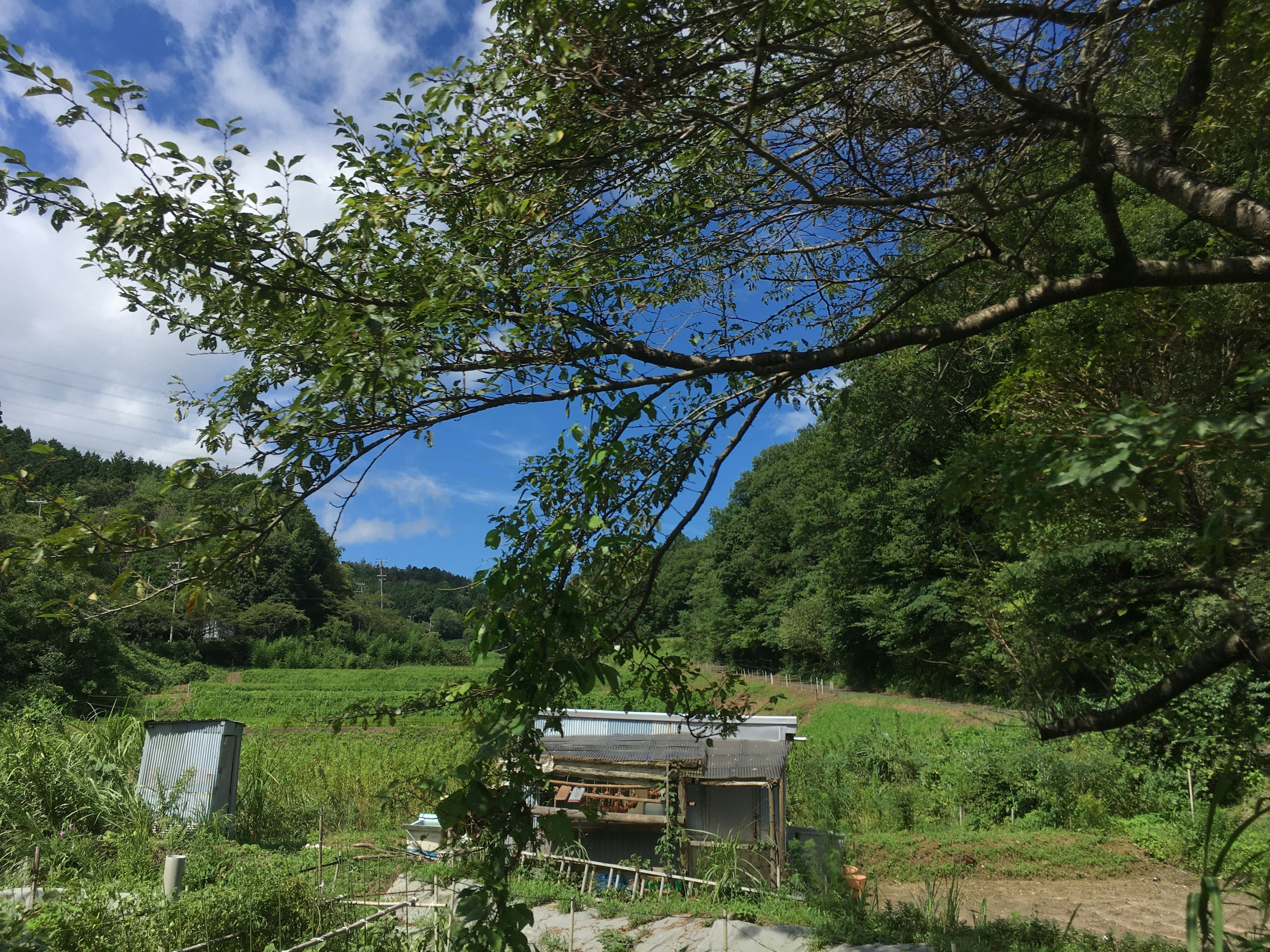 Cobertizo agrícola rodeado de vegetación bajo un cielo azul