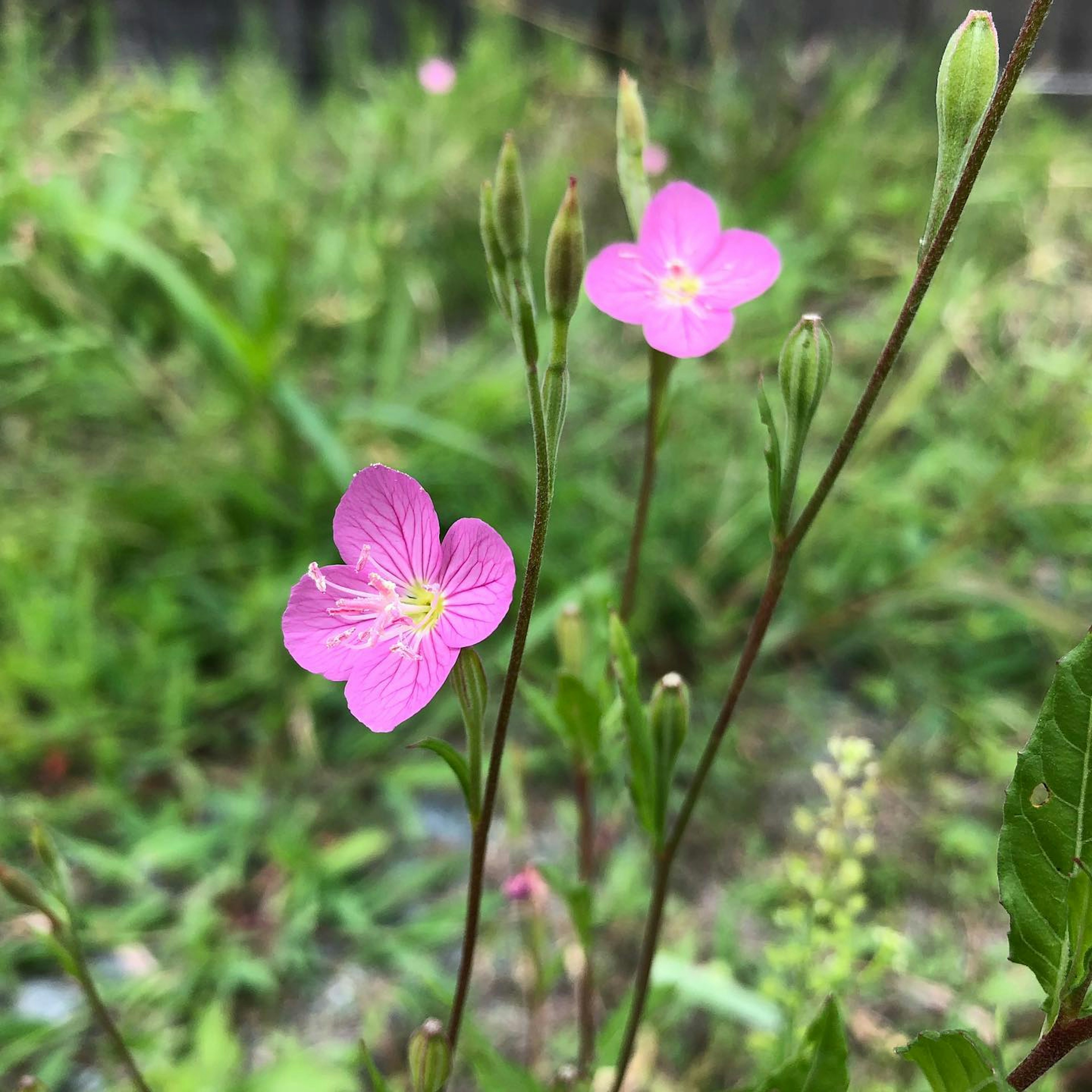 Two small pink flowers blooming against a green background