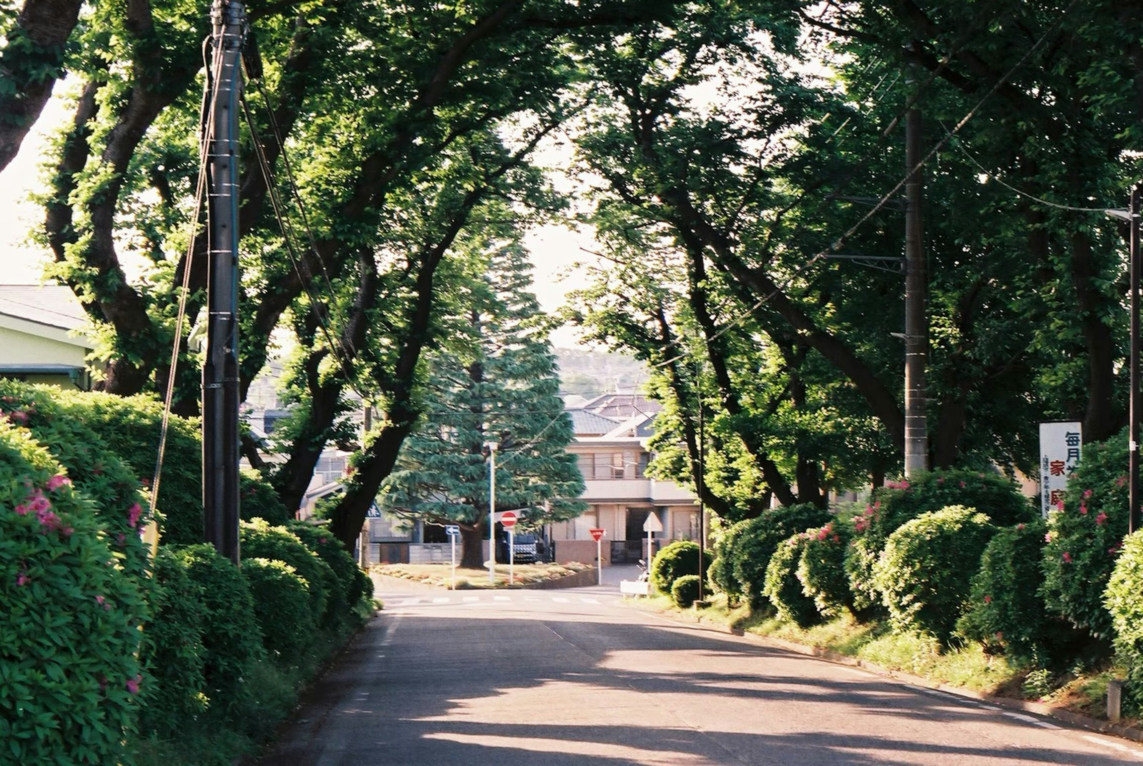 Rue tranquille encadrée par des arbres verts et des haies