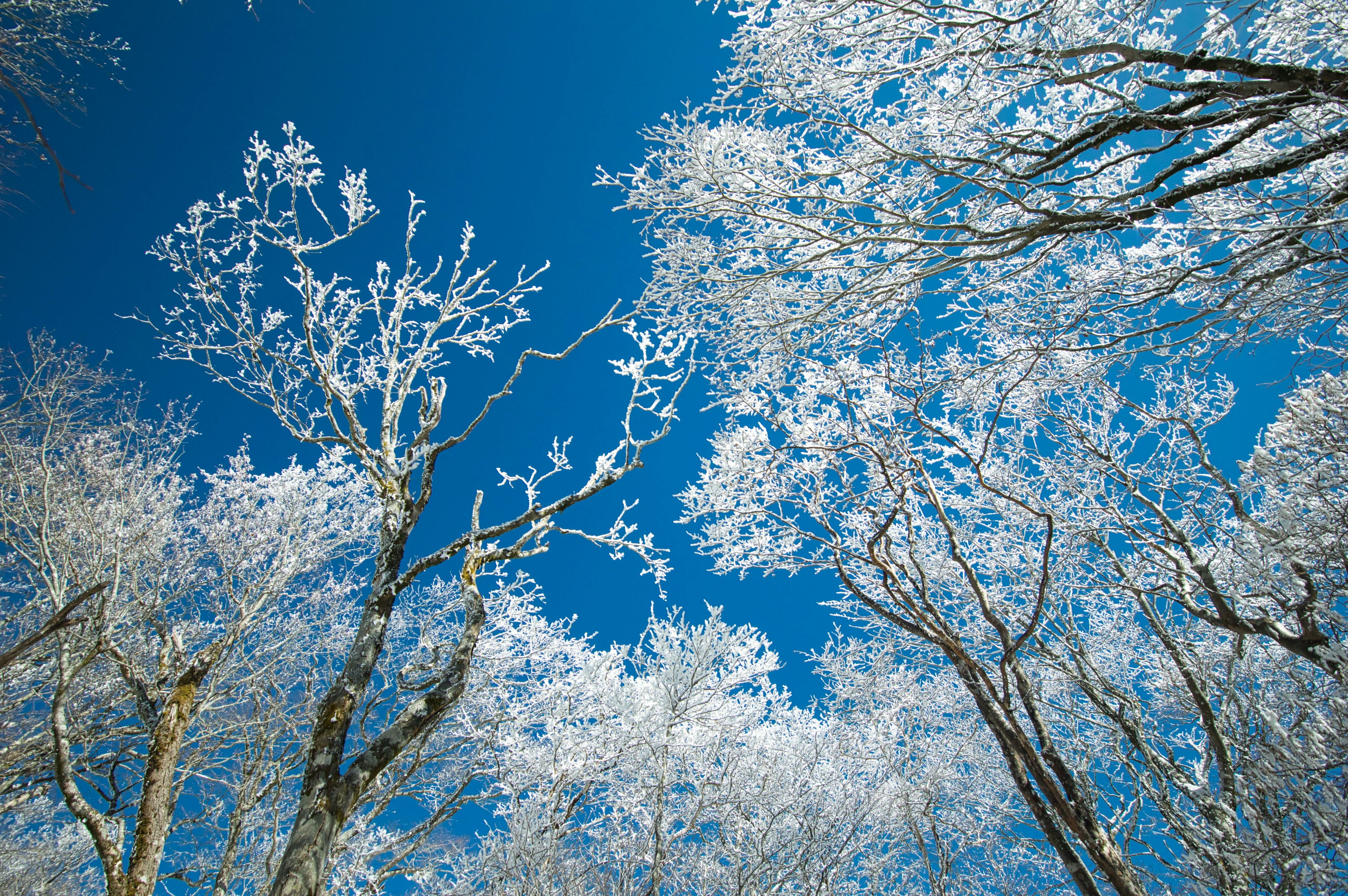 青空の下の雪で覆われた木々の風景