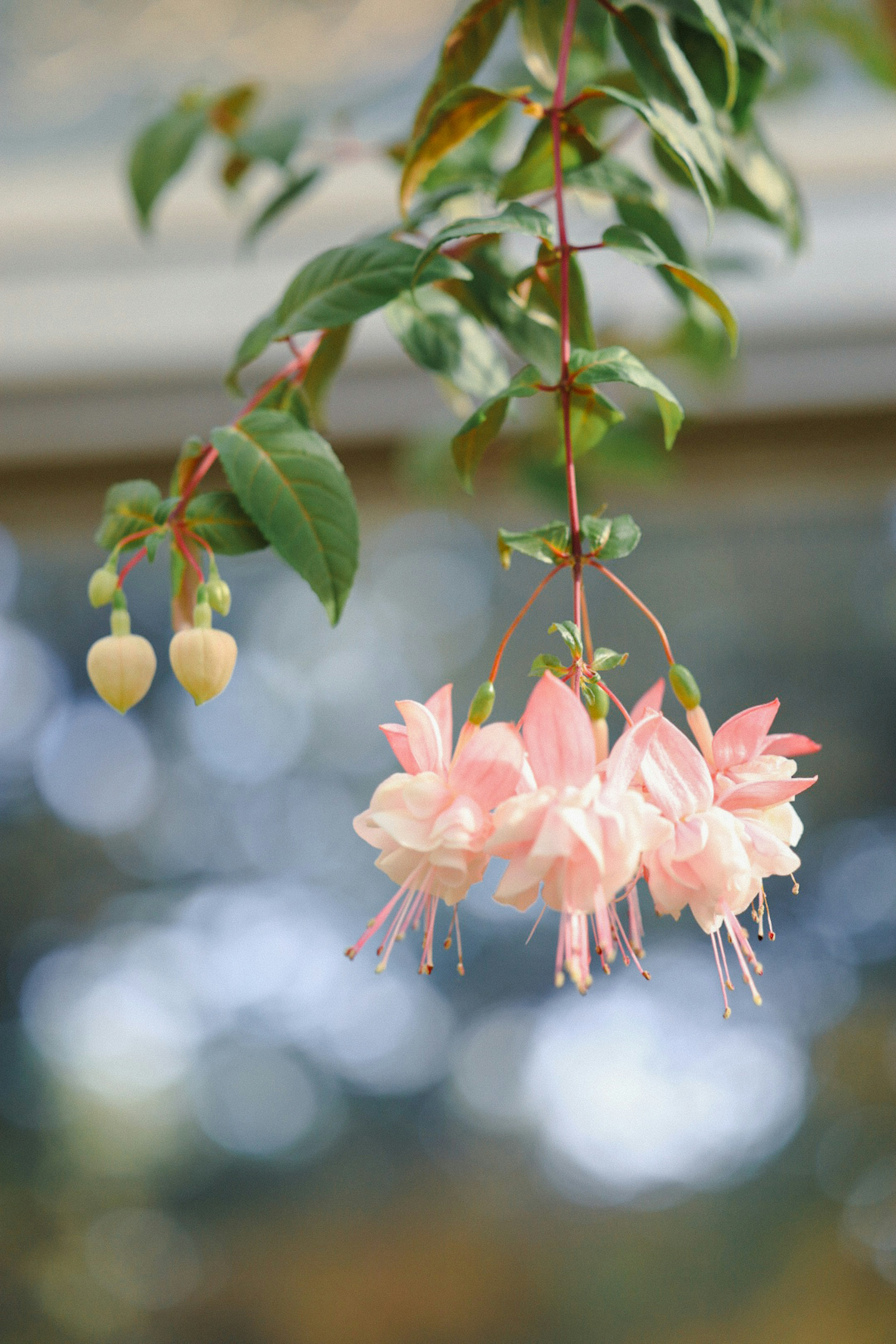 Gambar bunga fuchsia pink lembut yang tergantung dengan daun hijau