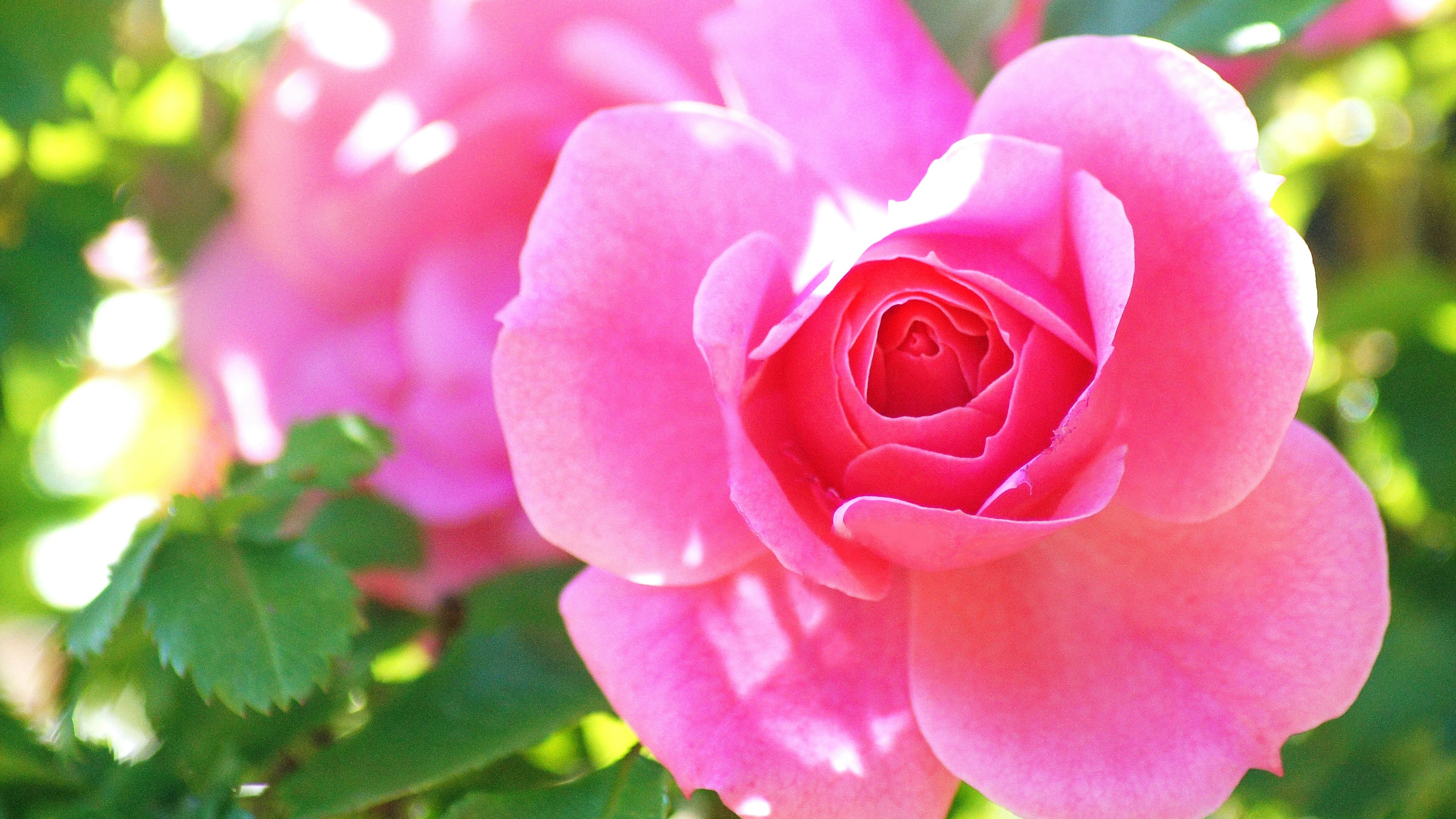 Flor de rosa rosa vibrante rodeada de hojas verdes