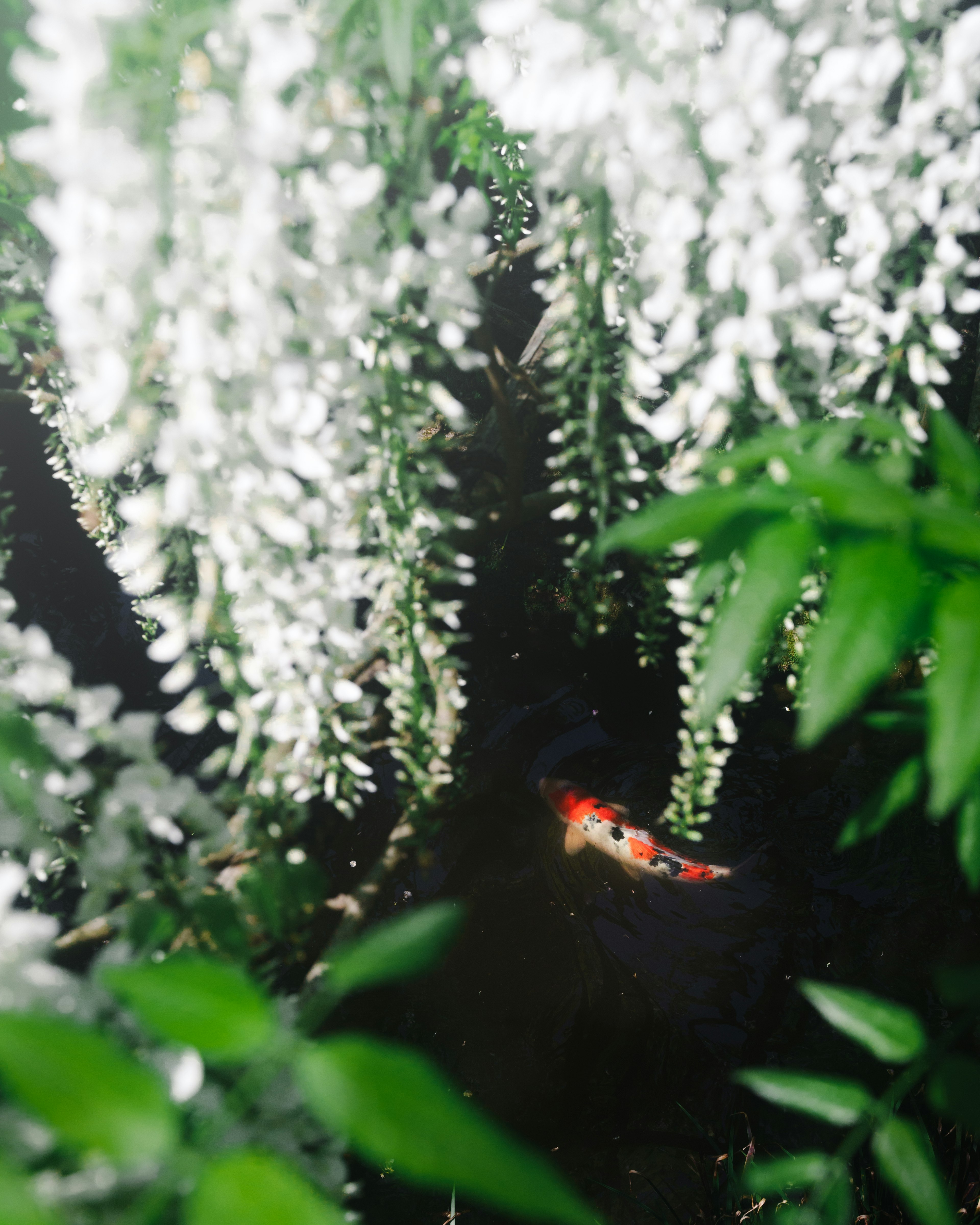 Un pesce rosso tra foglie verdi e fiori bianchi