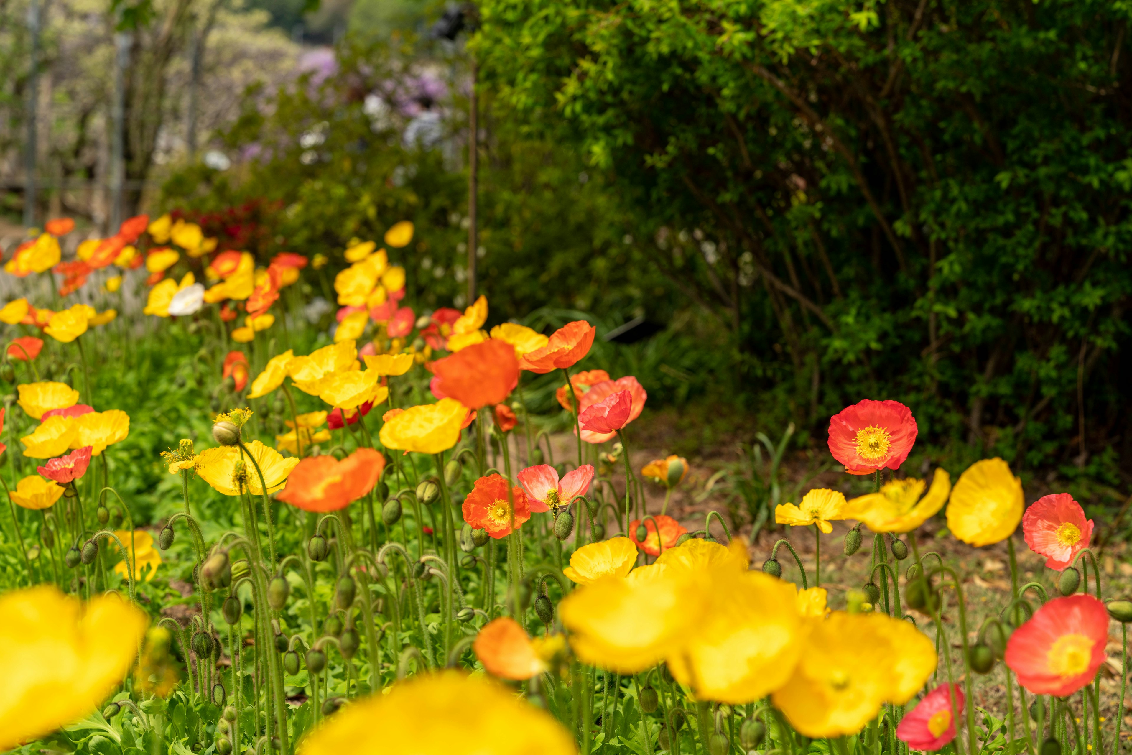 Bunga poppy cerah berwarna kuning dan oranye di taman