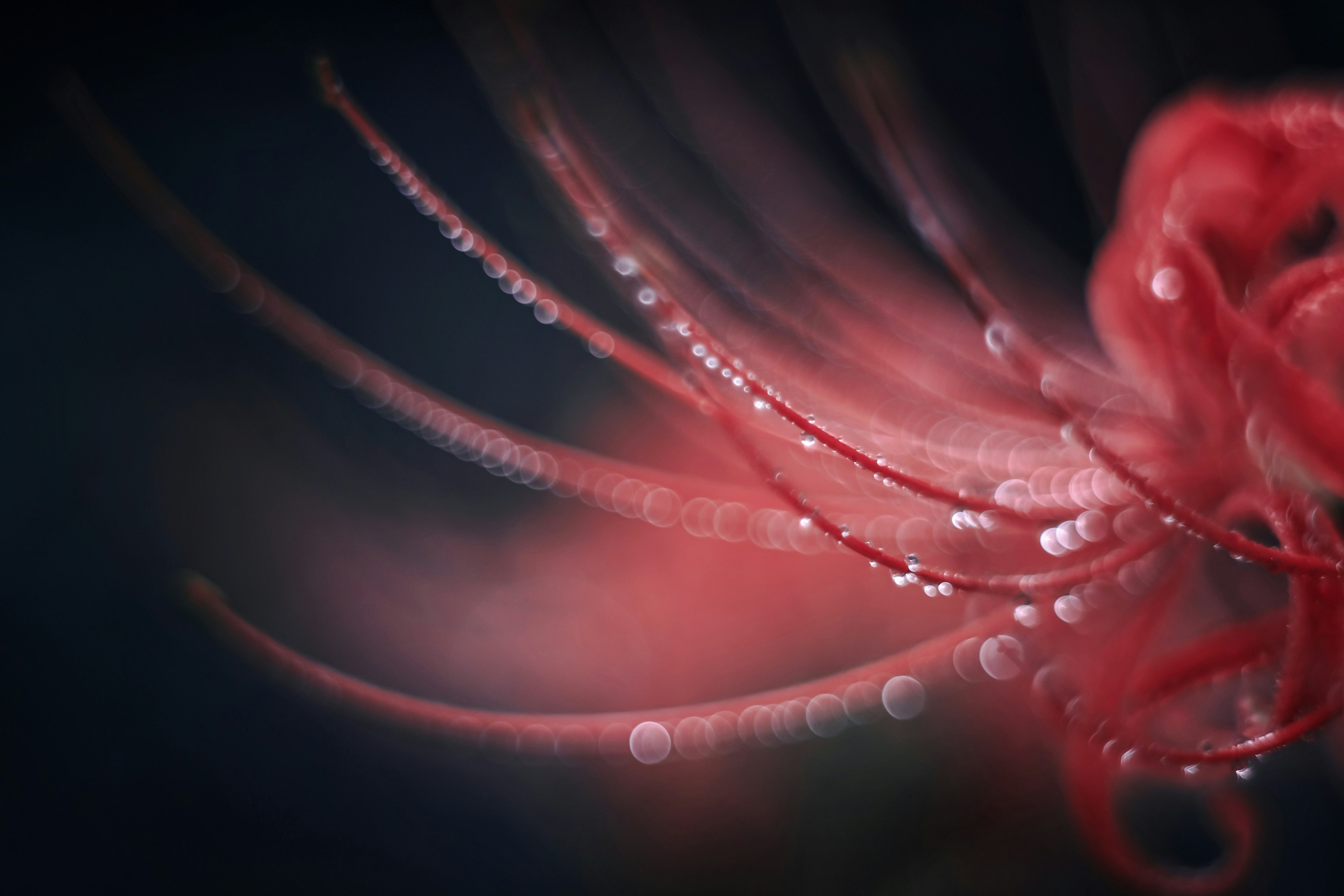 Macro photograph of a red flower petal with water droplets on a soft background