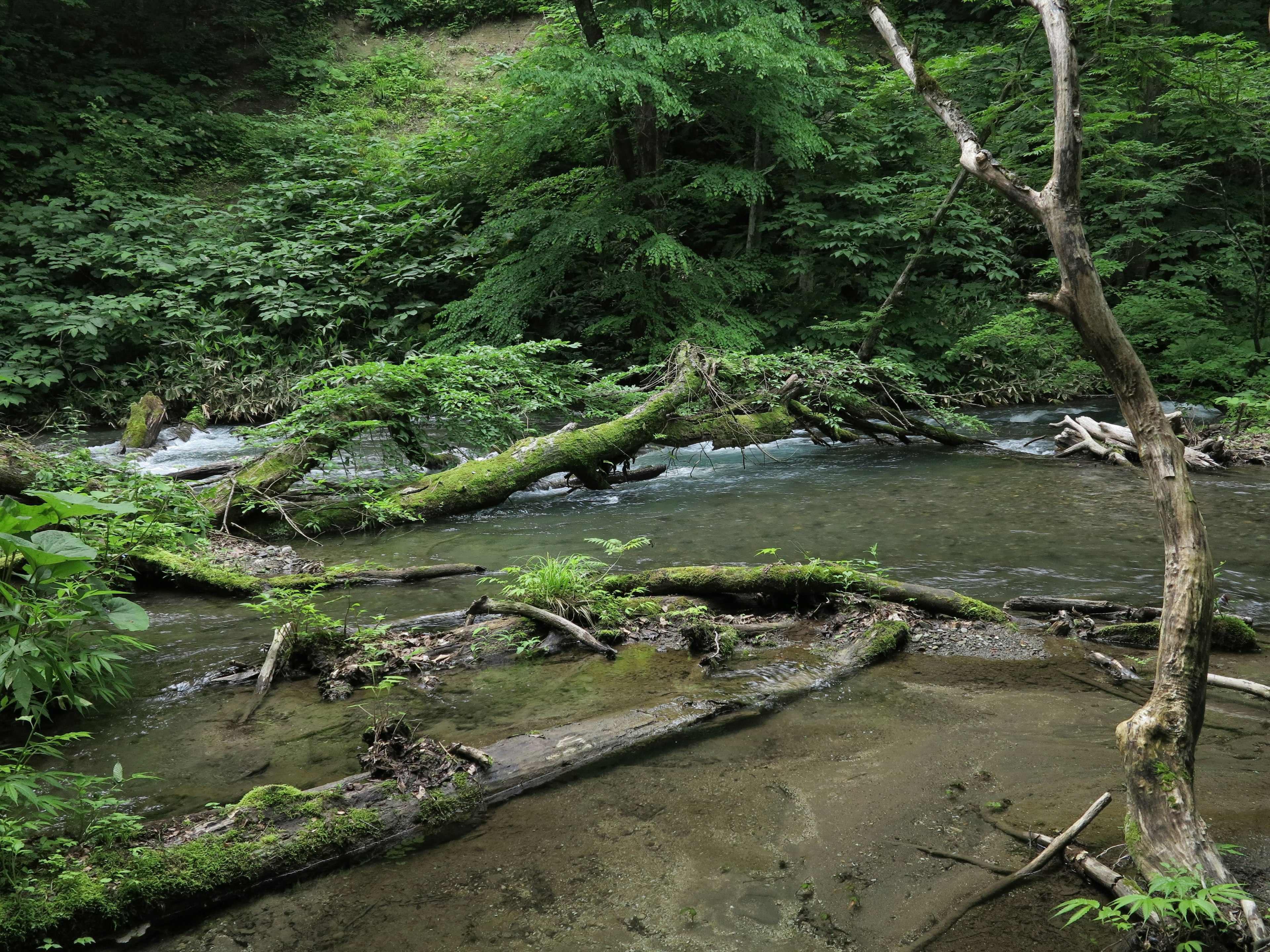 Un fiume sereno che scorre attraverso una vegetazione lussureggiante con alberi caduti