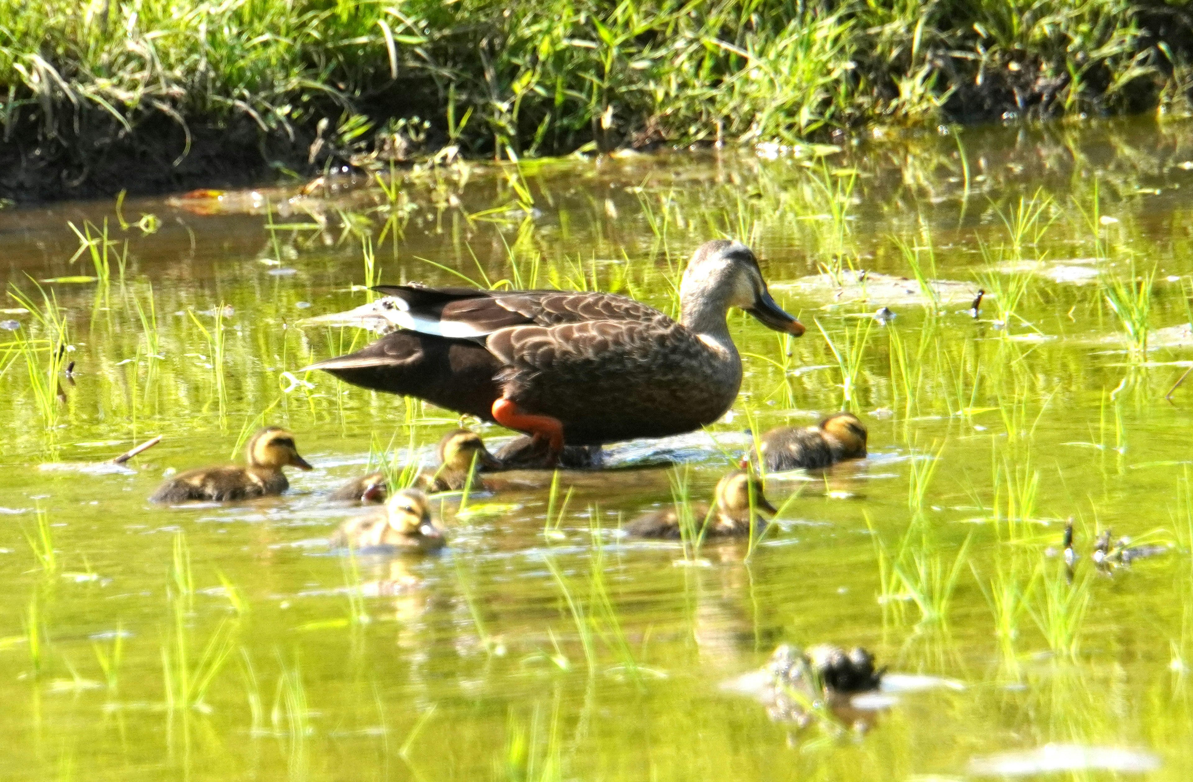 水辺に浮かぶマガモとその子 ducklings