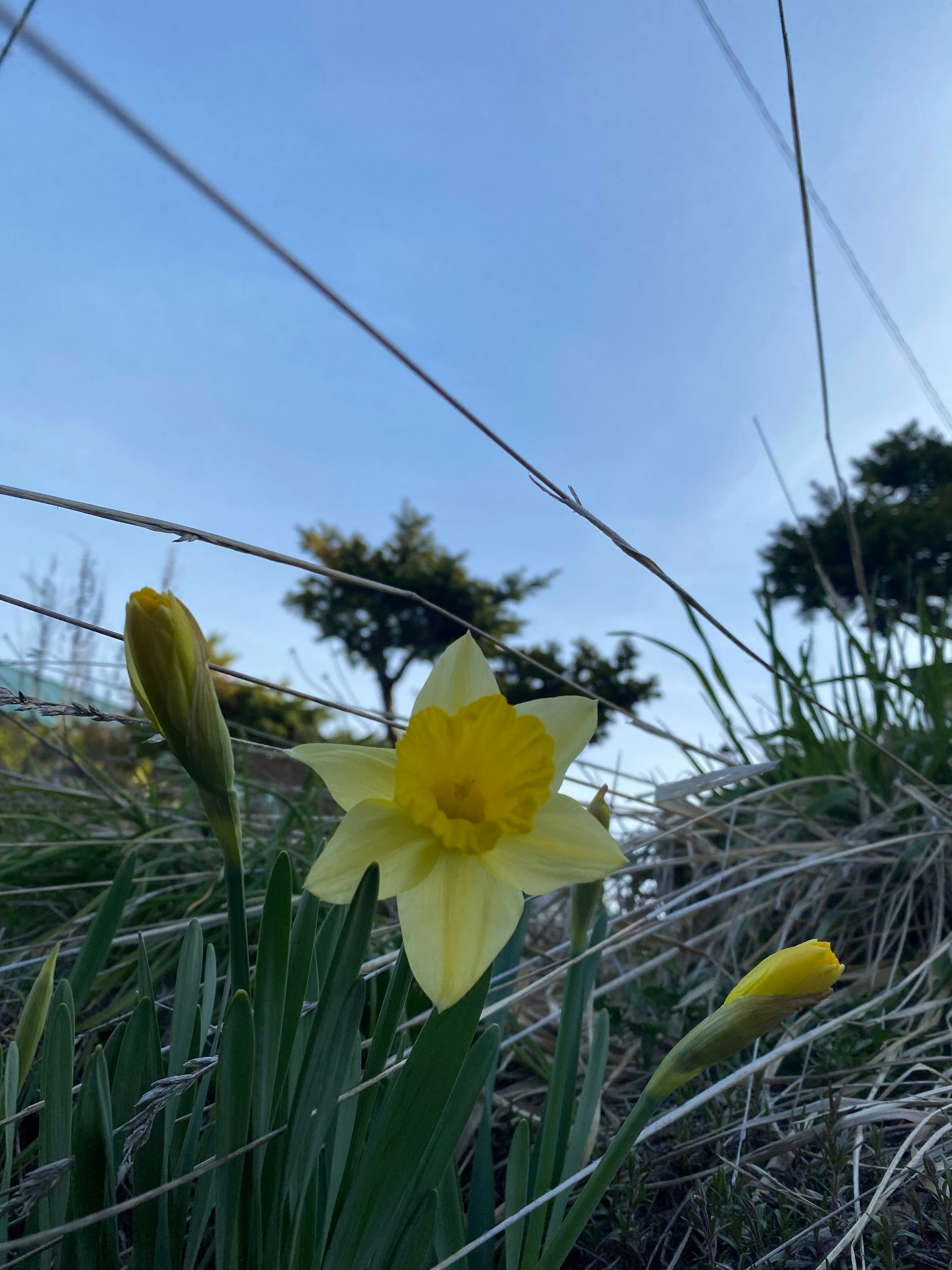 Fiore di narciso giallo che fiorisce sotto il cielo blu