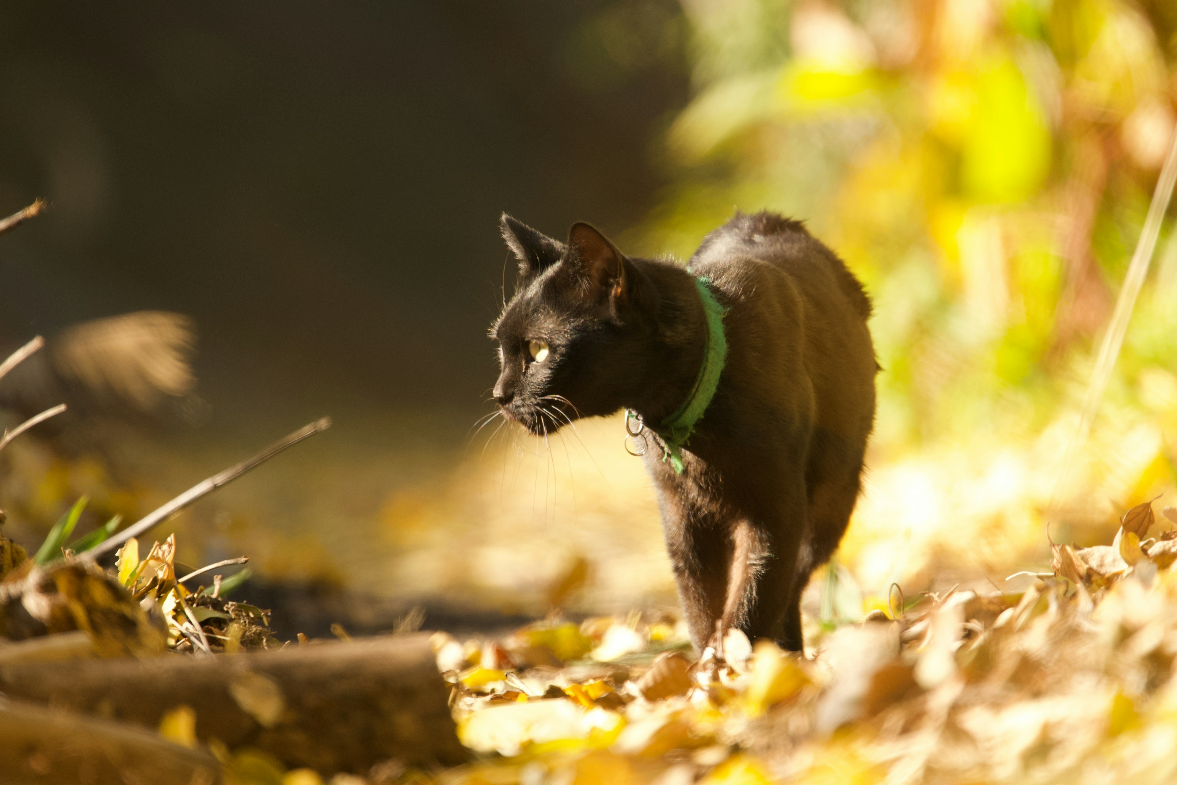 Schwarze Katze, die auf Herbstblättern läuft