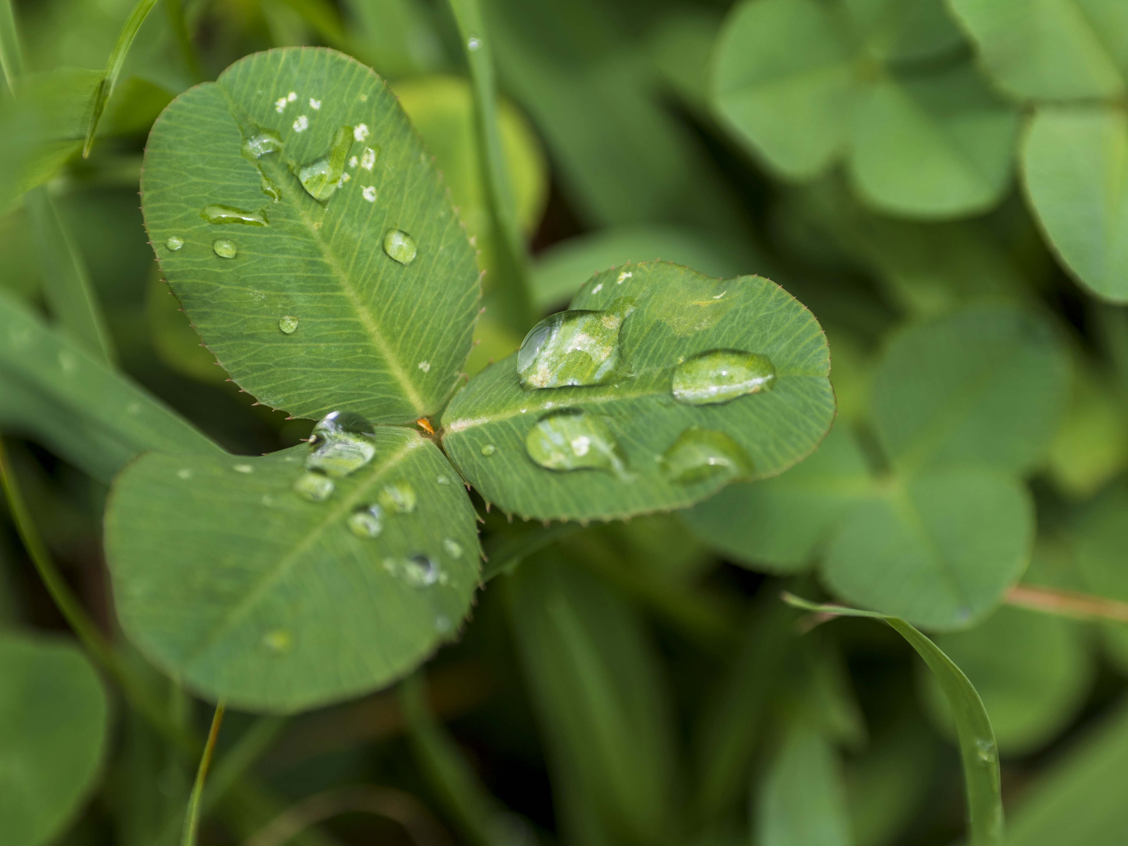 Una foglia di trifoglio con gocce d'acqua su di essa tra l'erba verde