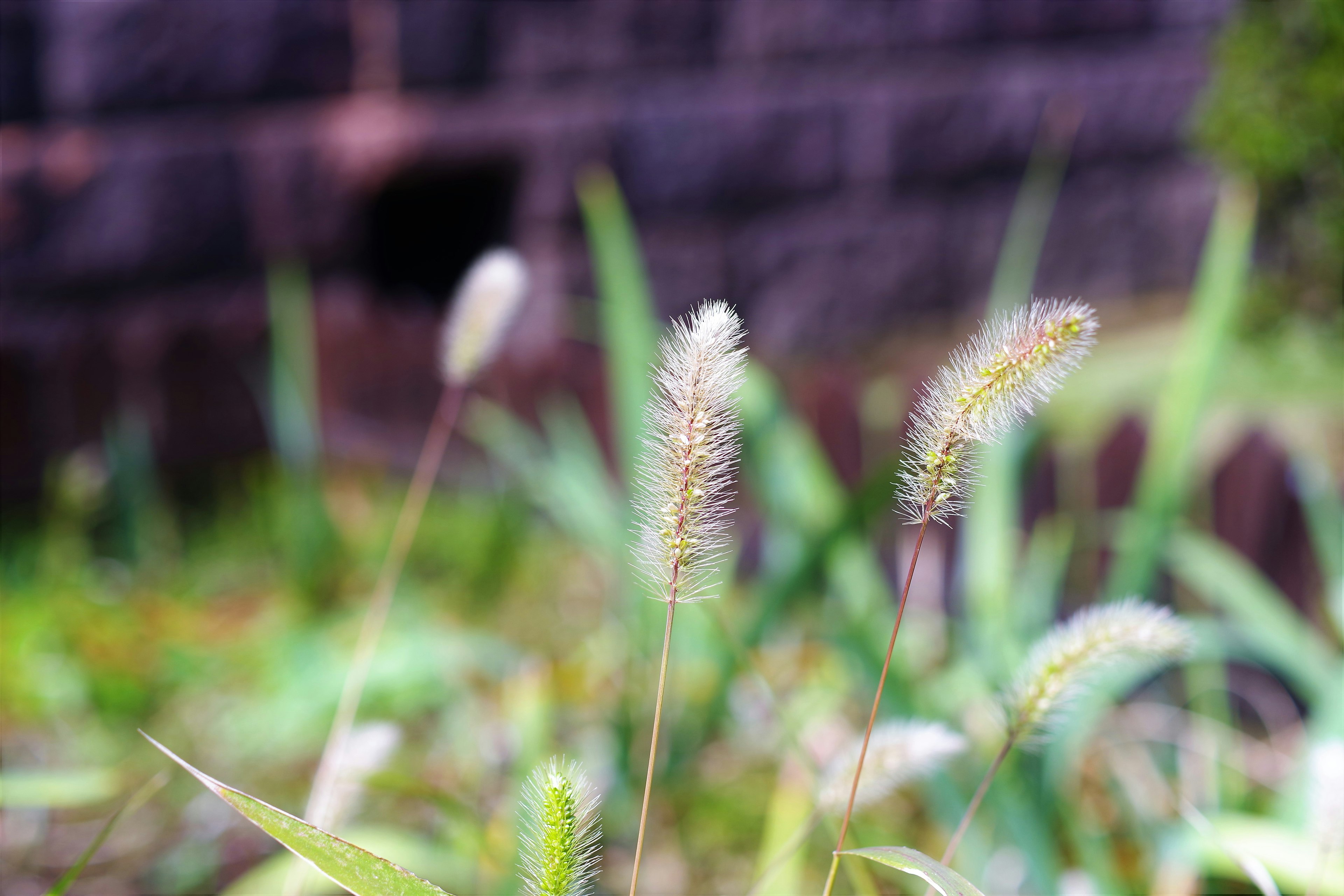 Grasgruppe mit weißen Spitzen vor einem verschwommenen Hintergrund