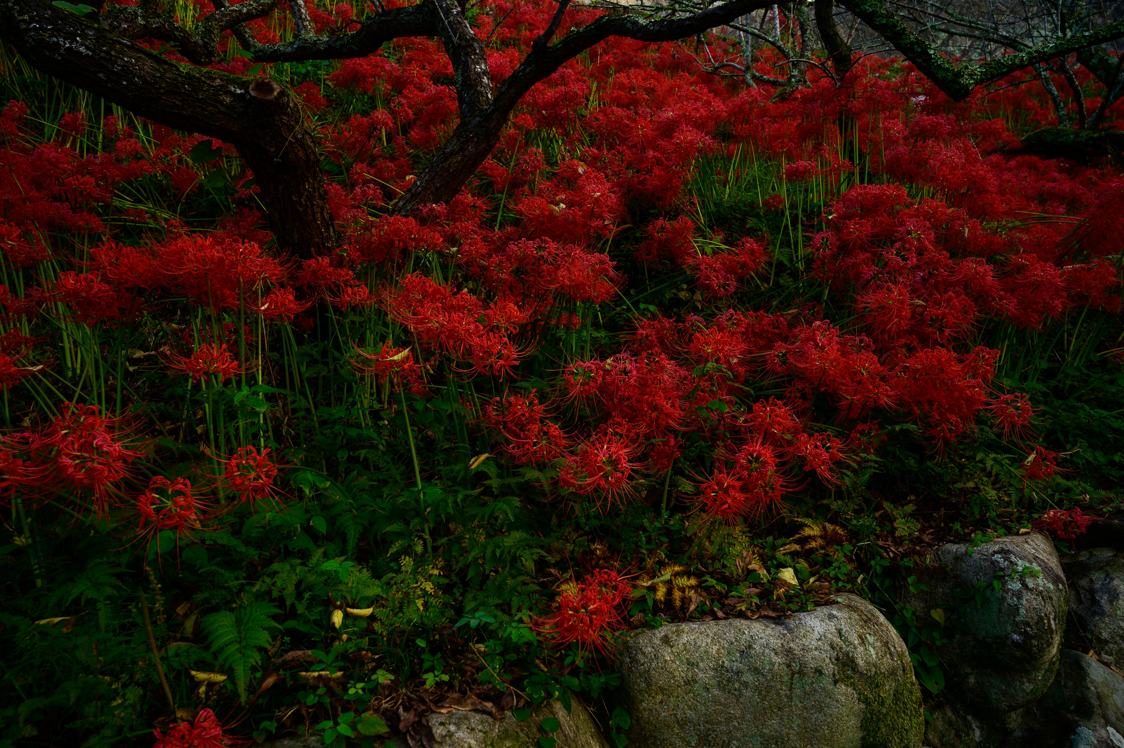 A landscape featuring clusters of red spider lilies and an old tree branch