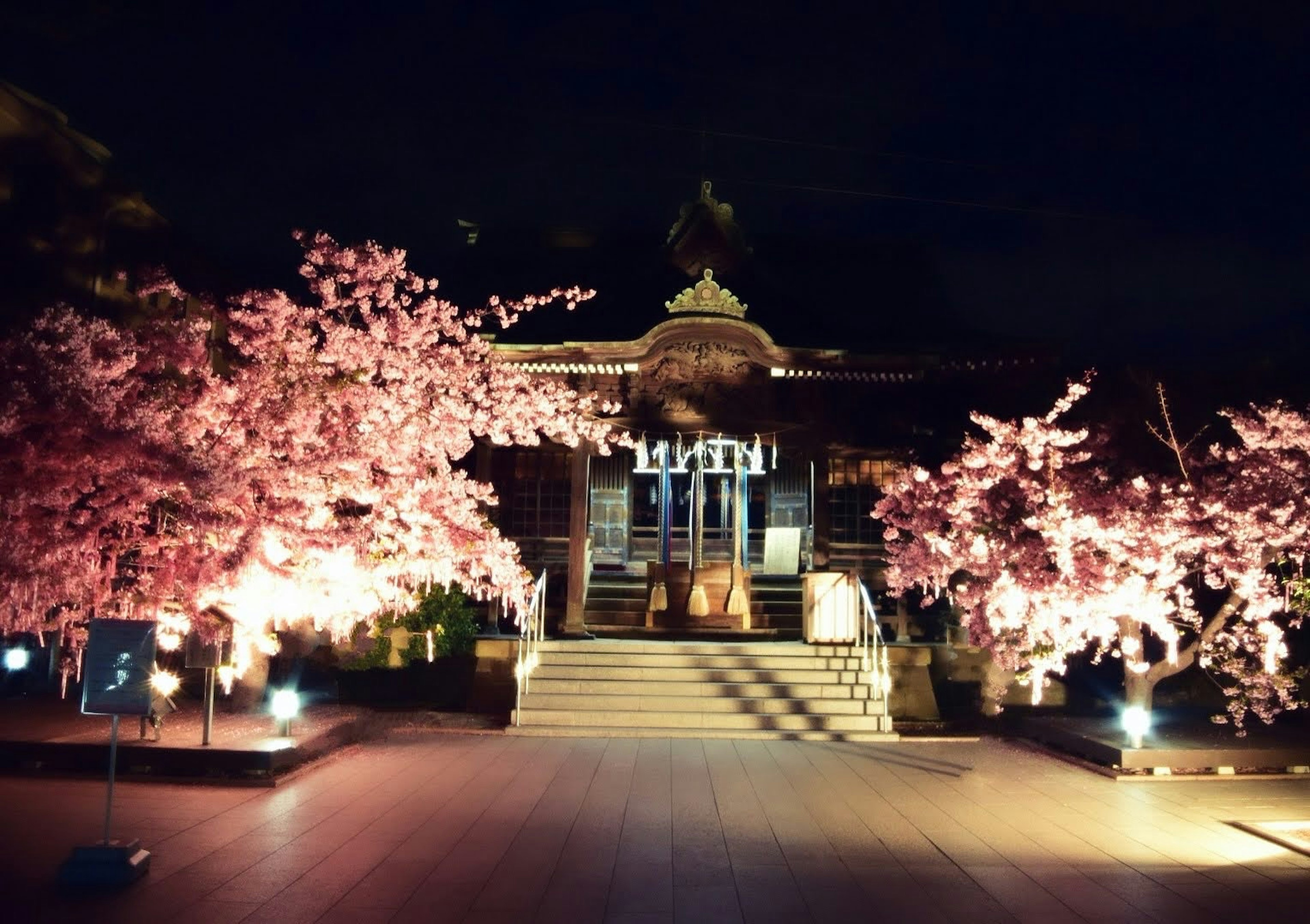 Pohon sakura yang diterangi dan bangunan tua di malam hari