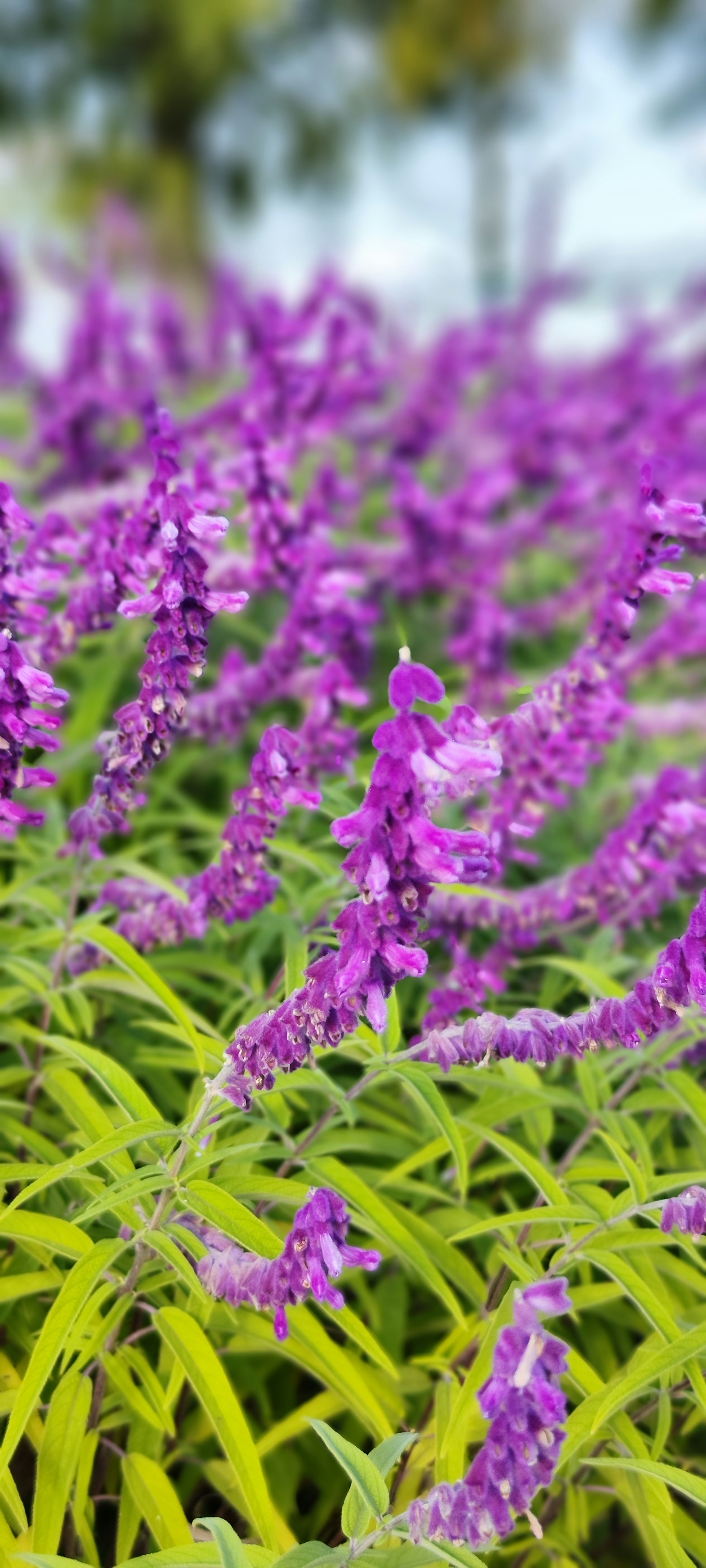 Massa di fiori viola con foglie verdi