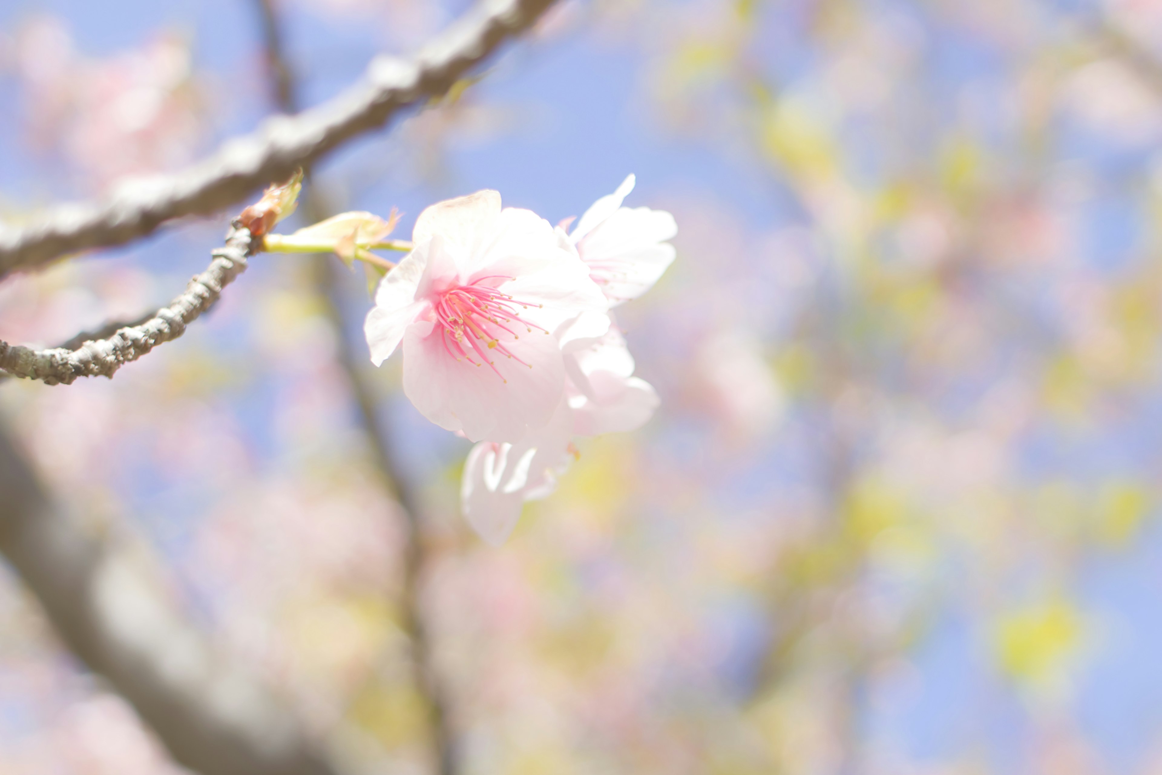 青空の下に咲く淡いピンクの桜の花