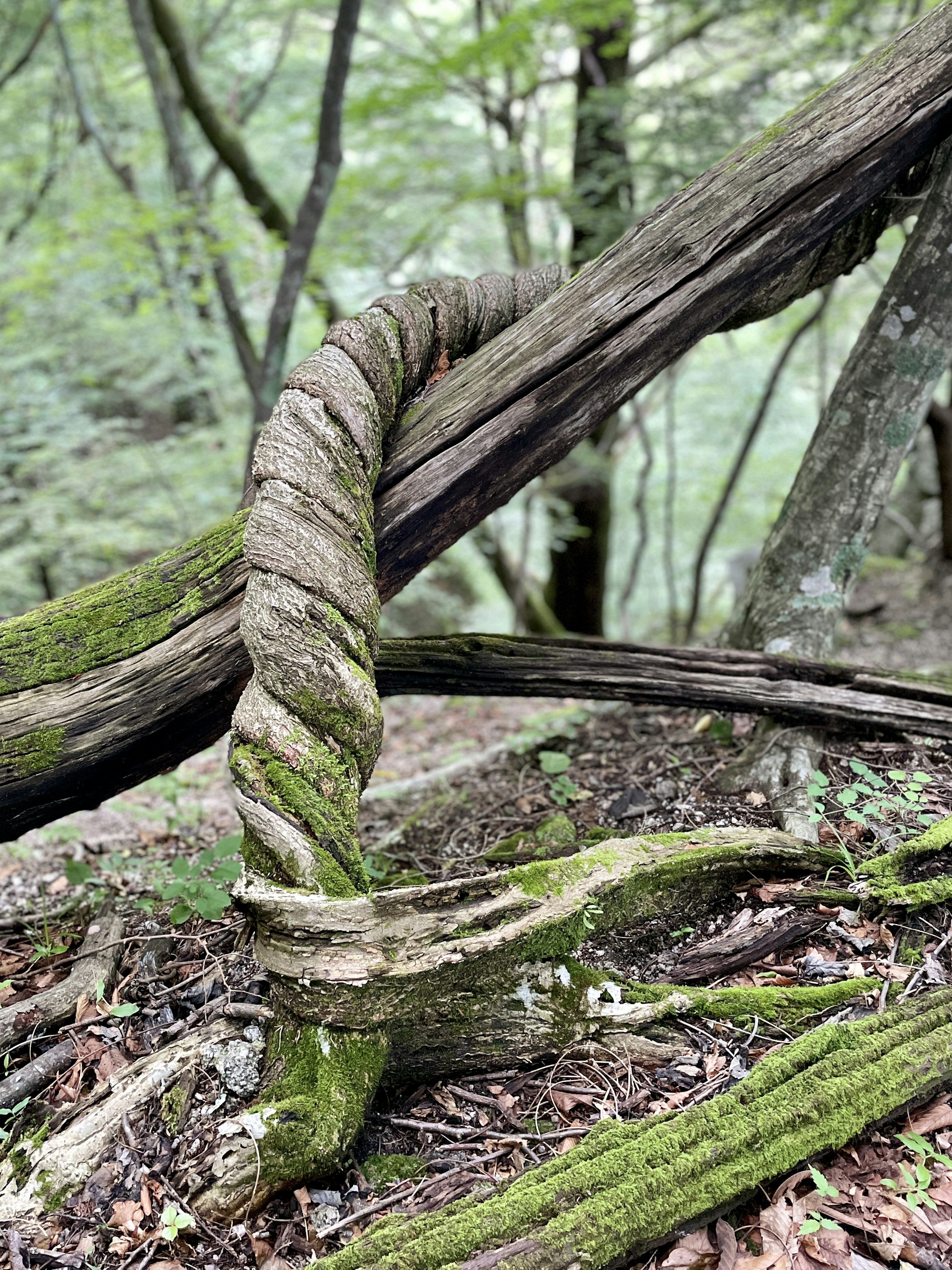 Twisted tree trunk covered in green moss in a forest