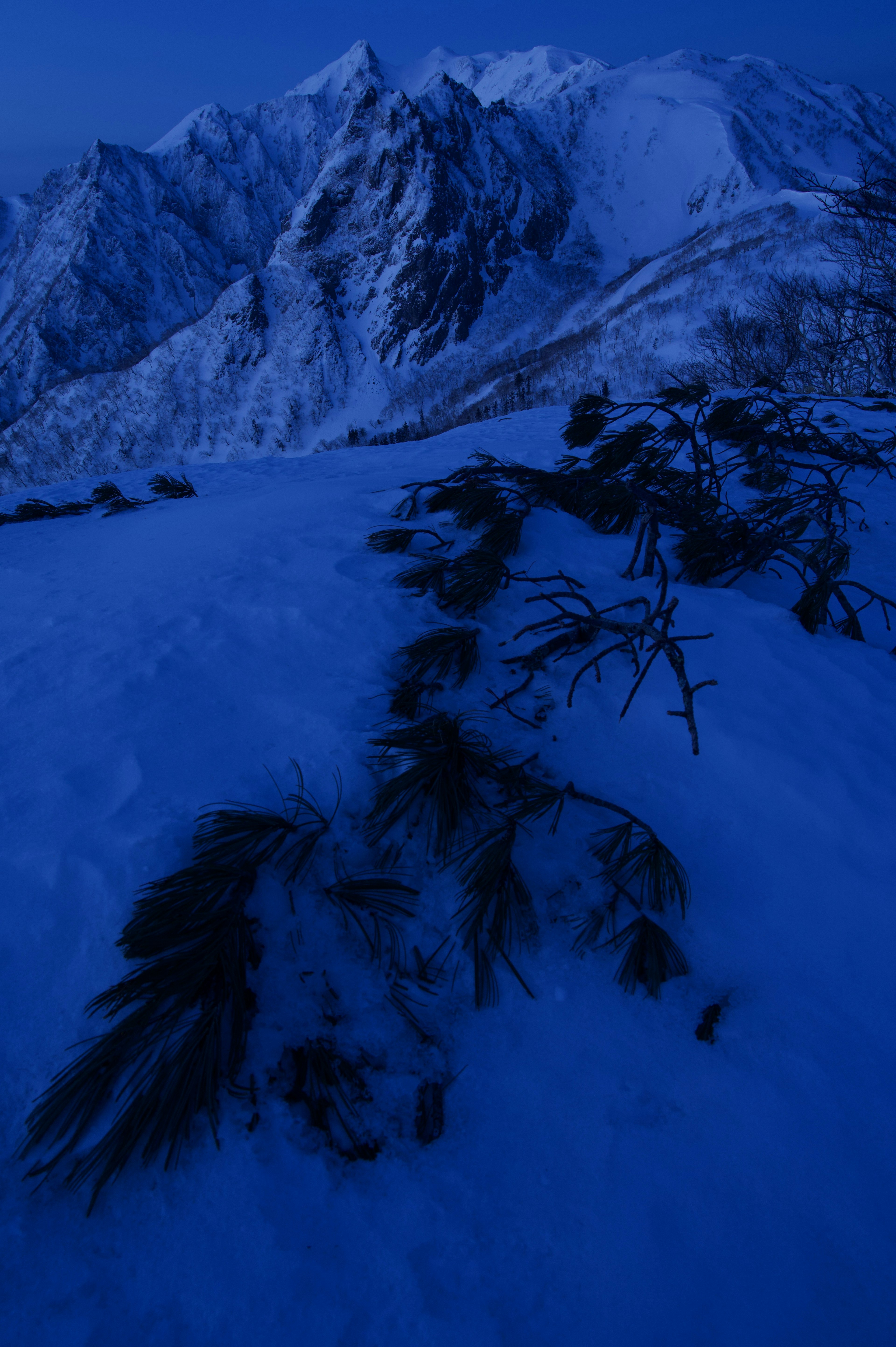 Paisaje montañoso cubierto de nieve con ramas de tono azul