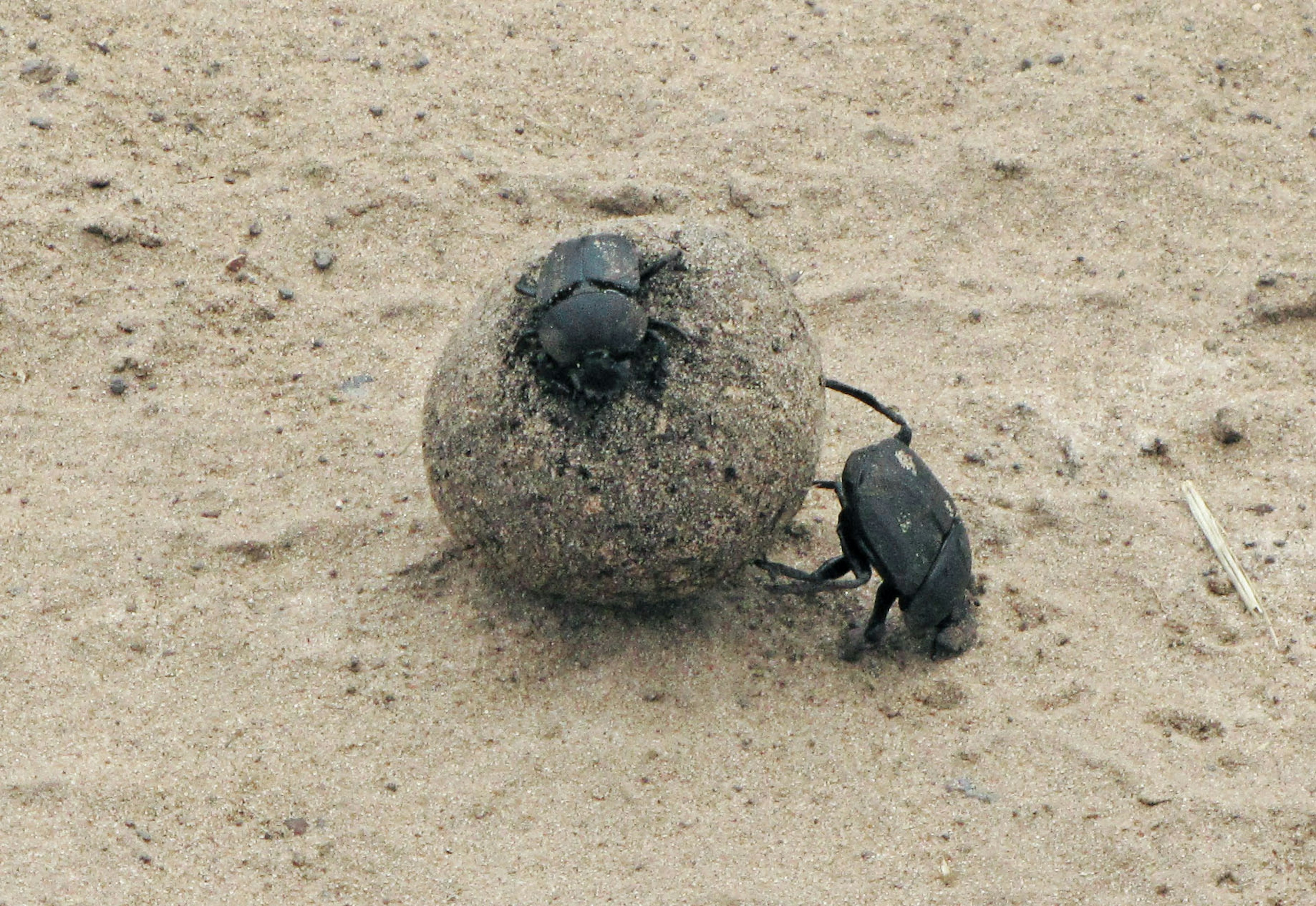 土の上にいる二匹の黒いコガネムシと彼らが転がしている泥の玉