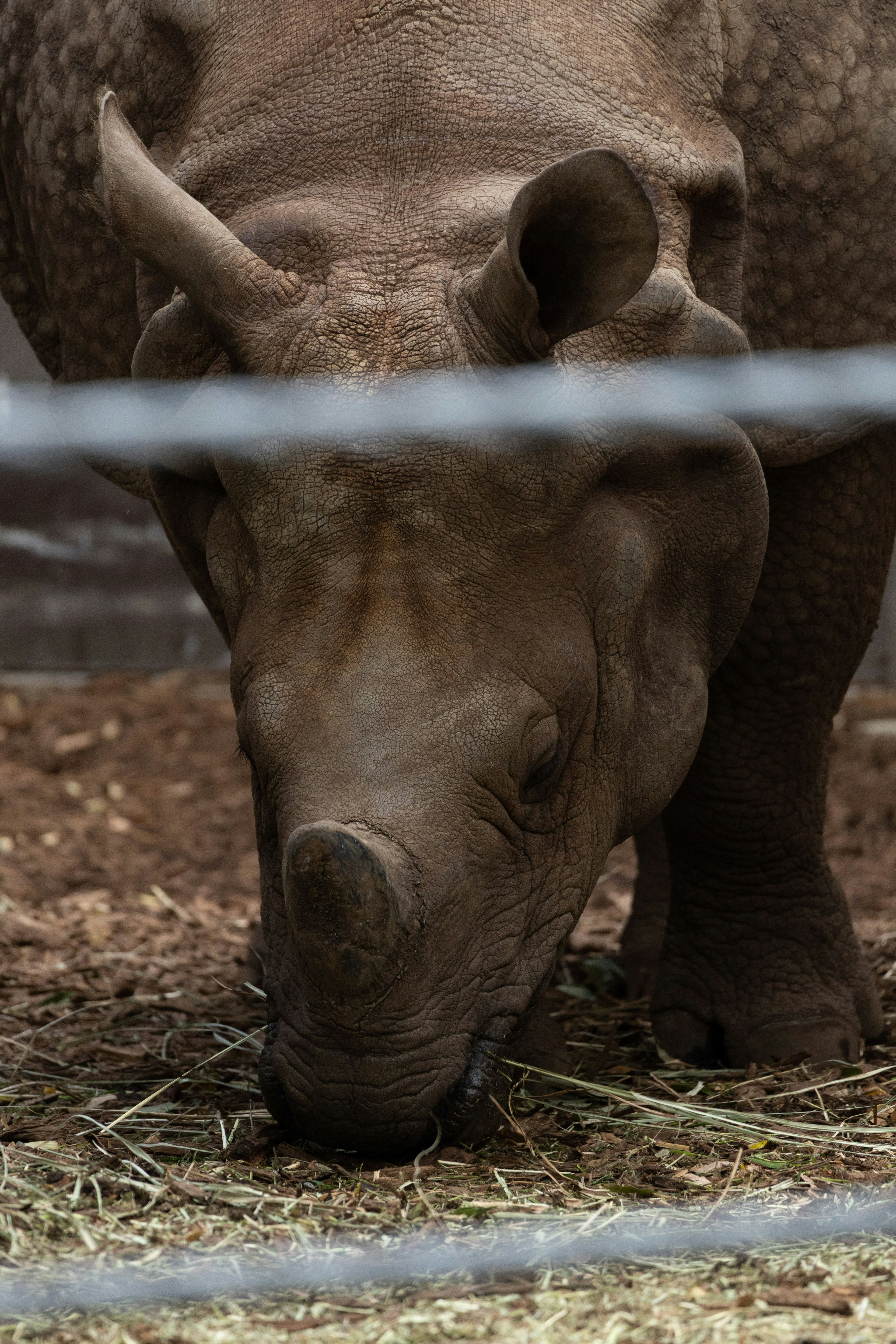 Un rhinocéros se nourrissant d'herbe dans un enclos