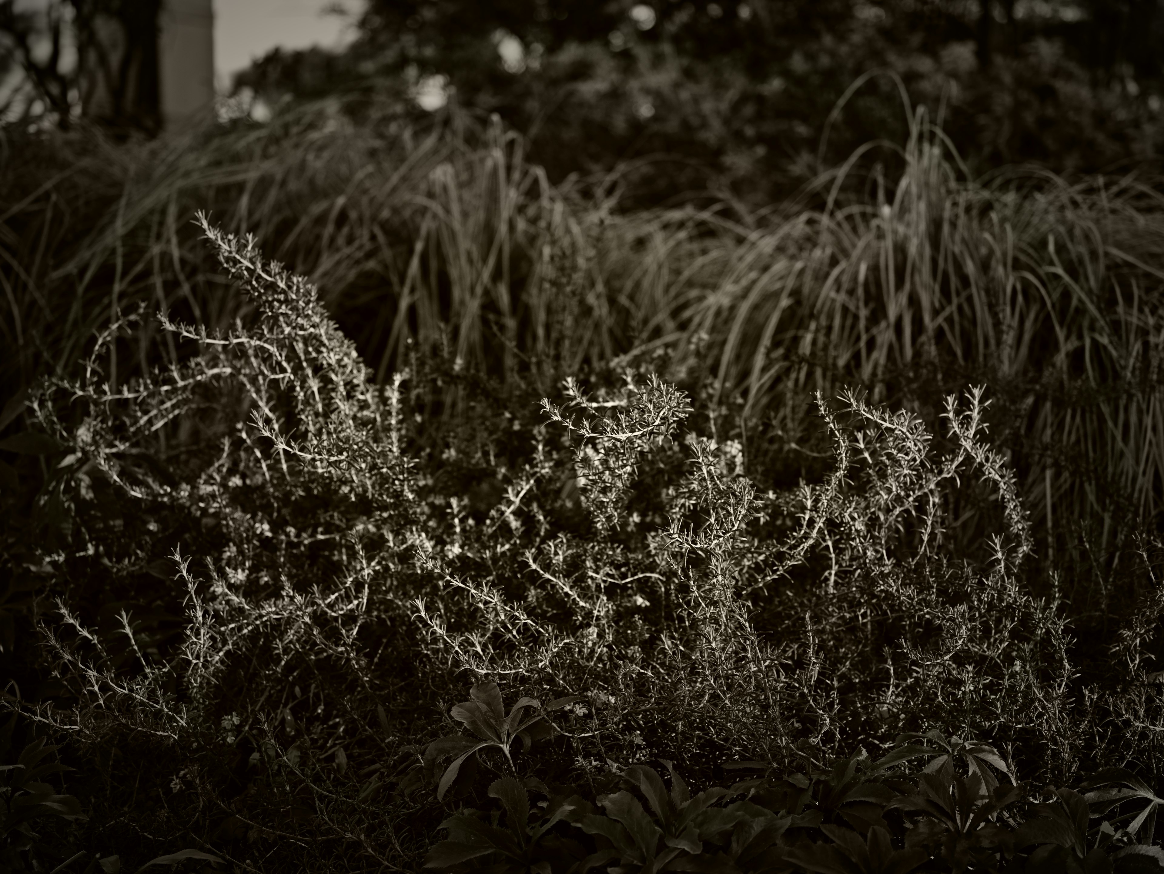 Foto dari area rumput dengan bunga putih yang mekar