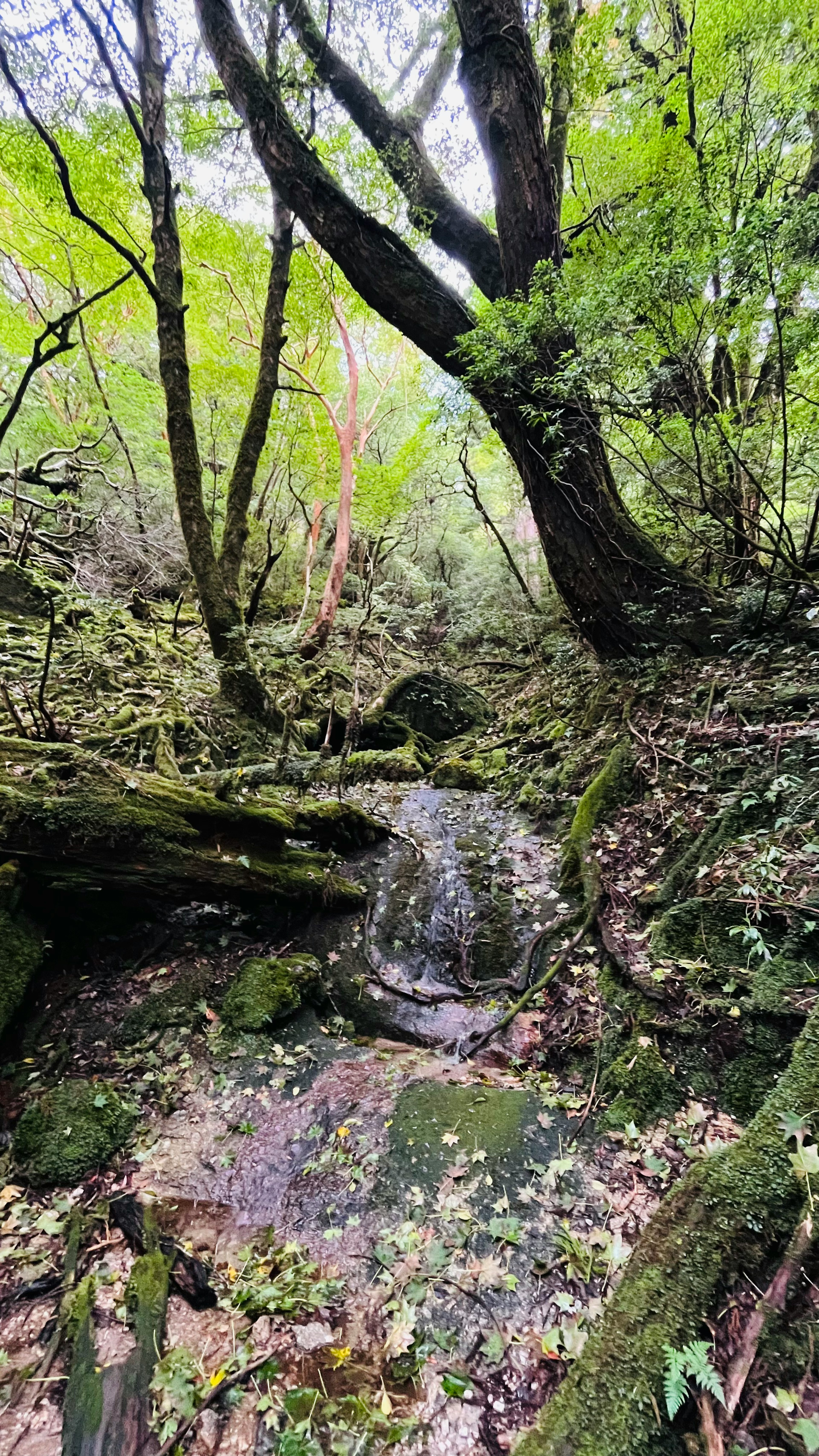 Ein kleiner Bach mit moosbedeckten Steinen in einem üppigen grünen Wald