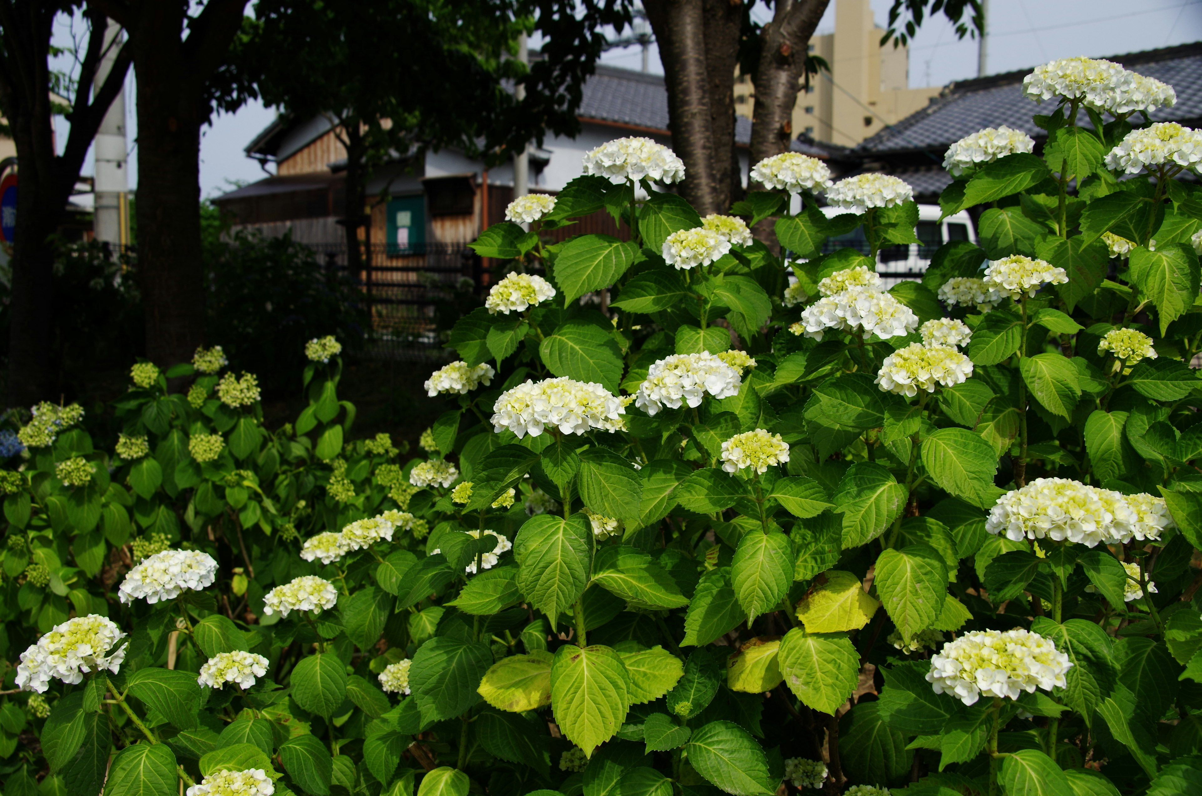 Una escena de jardín con racimos de flores blancas de hortensias y hojas verdes