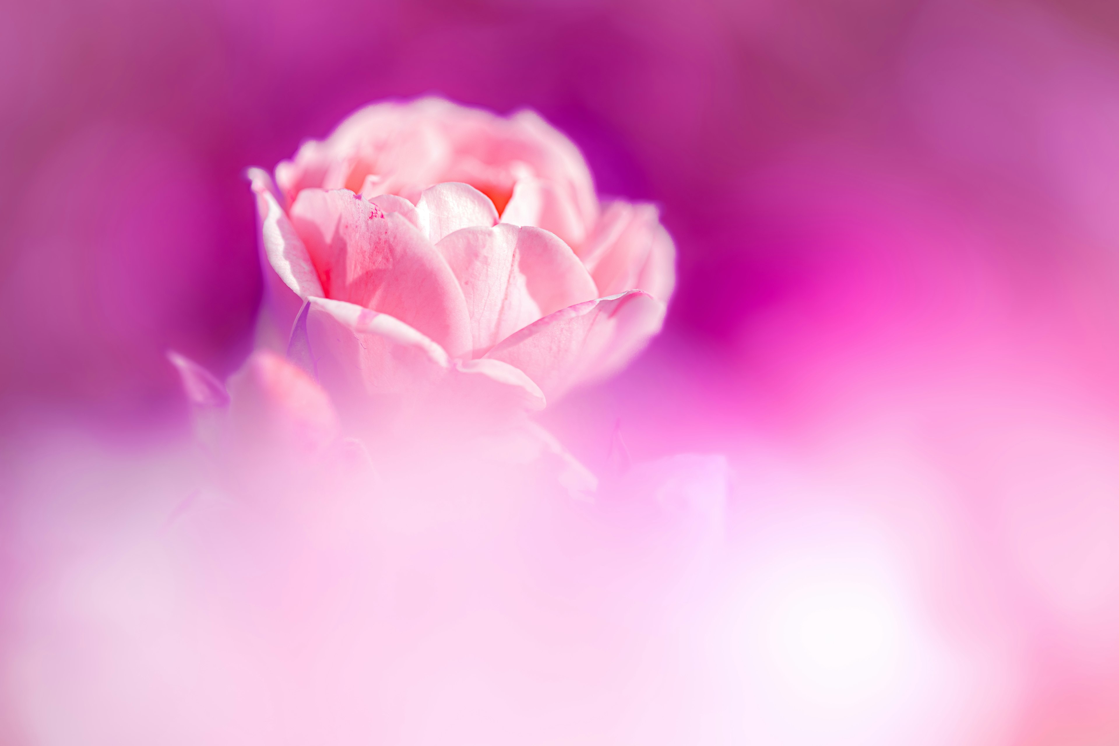 A soft pink rose stands out against a blurred background