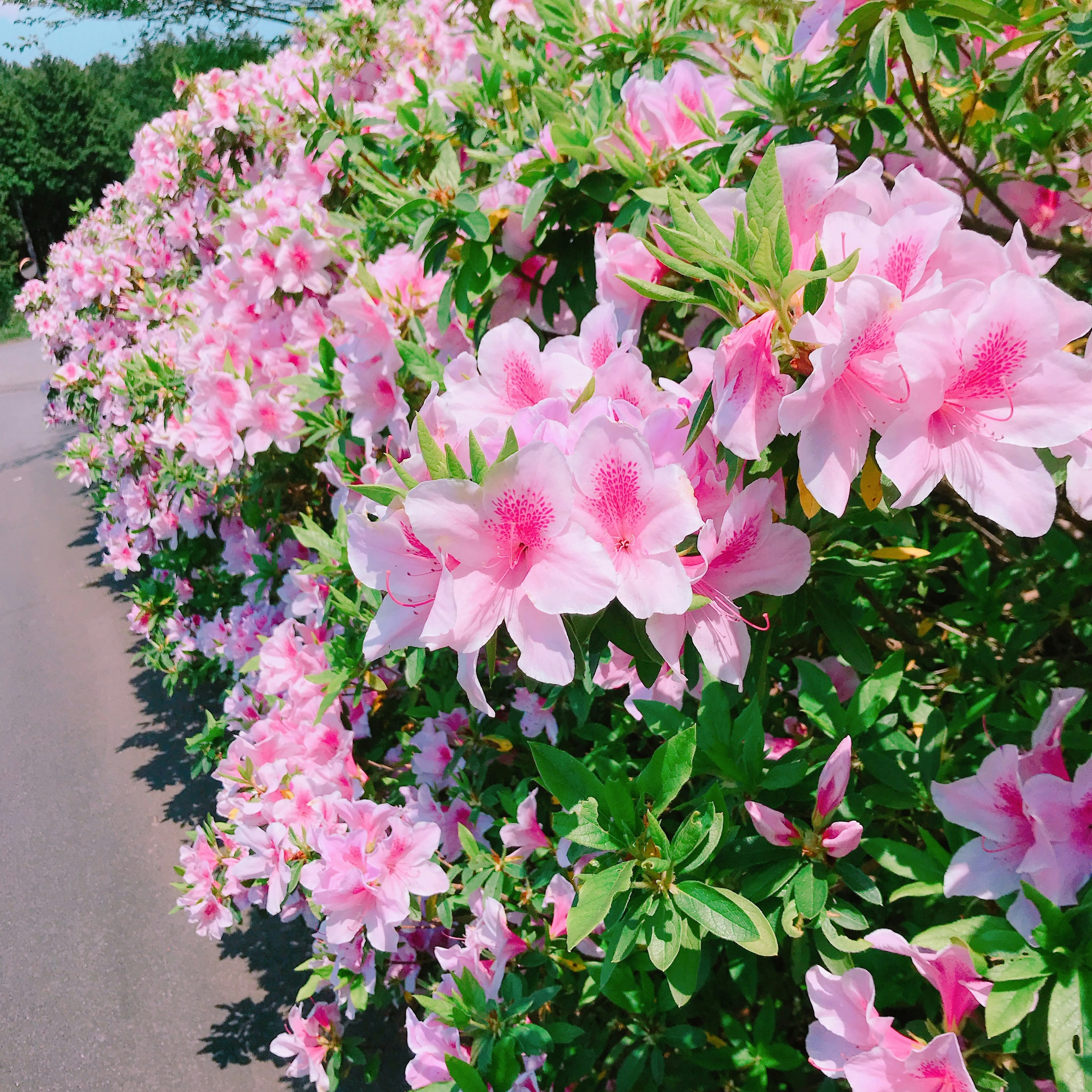 A vibrant display of pink azalea flowers lining a pathway