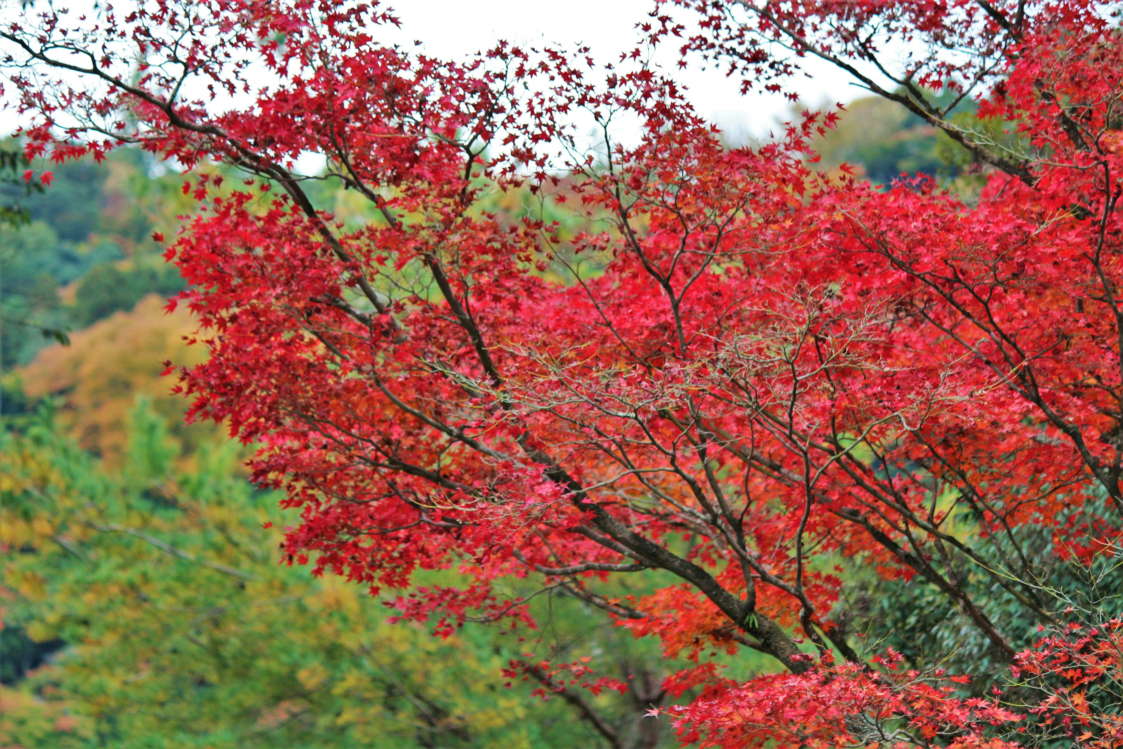 Vibrant red leaves on tree branches with green hills in the background