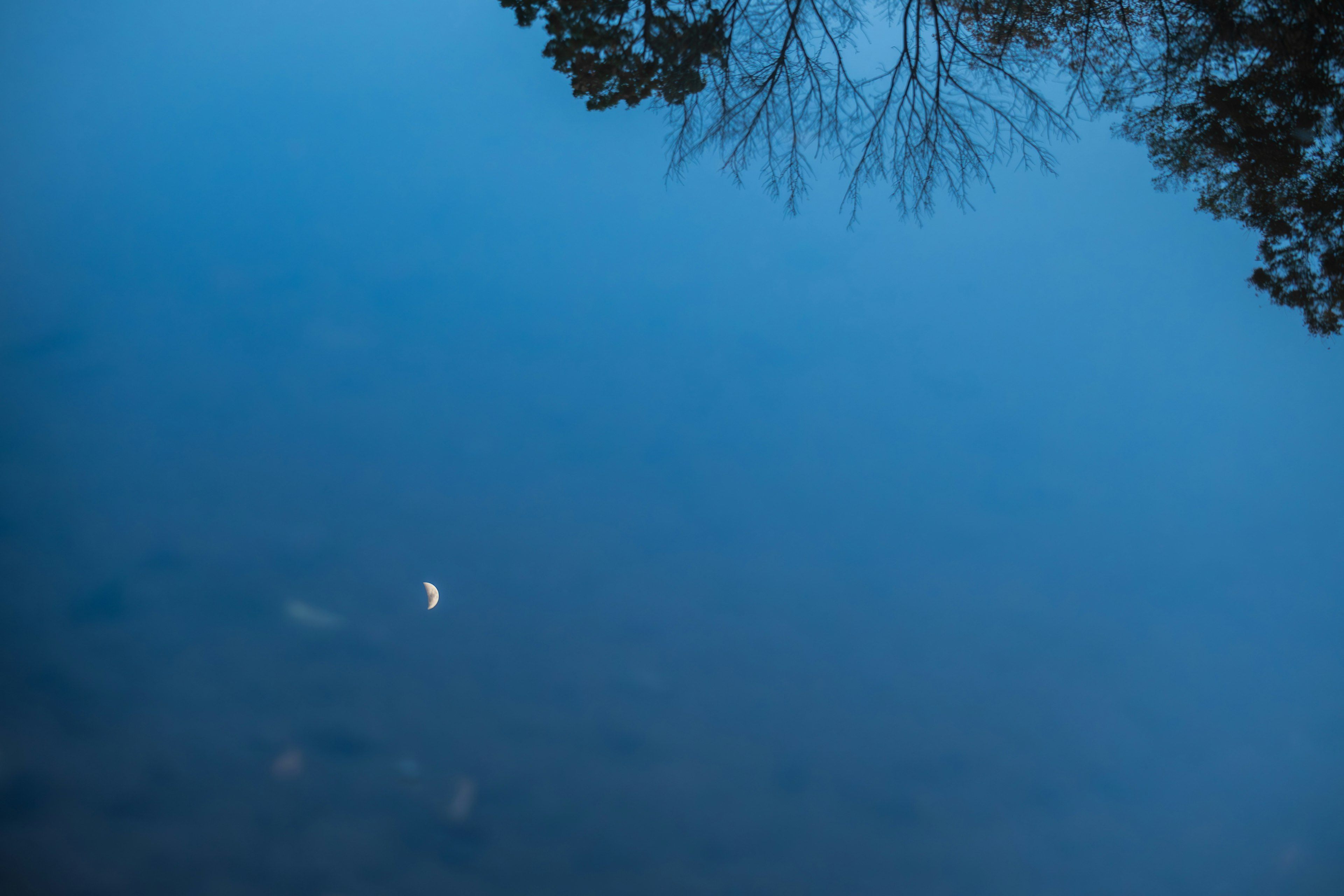 Superficie d'acqua calma che riflette rami di albero e una luna crescente