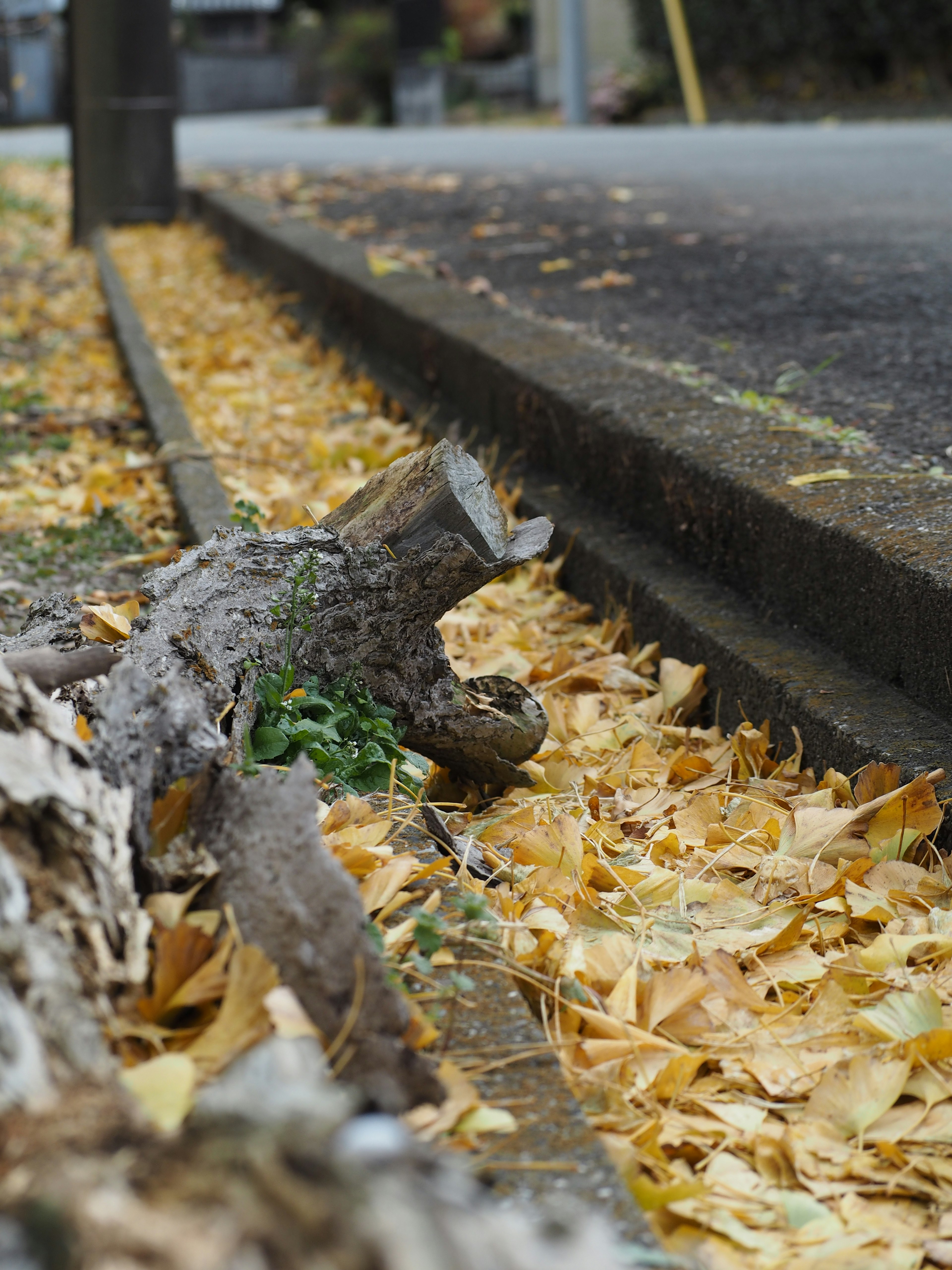 Escena de otoño con hojas caídas al lado de una acera y una rama de madera