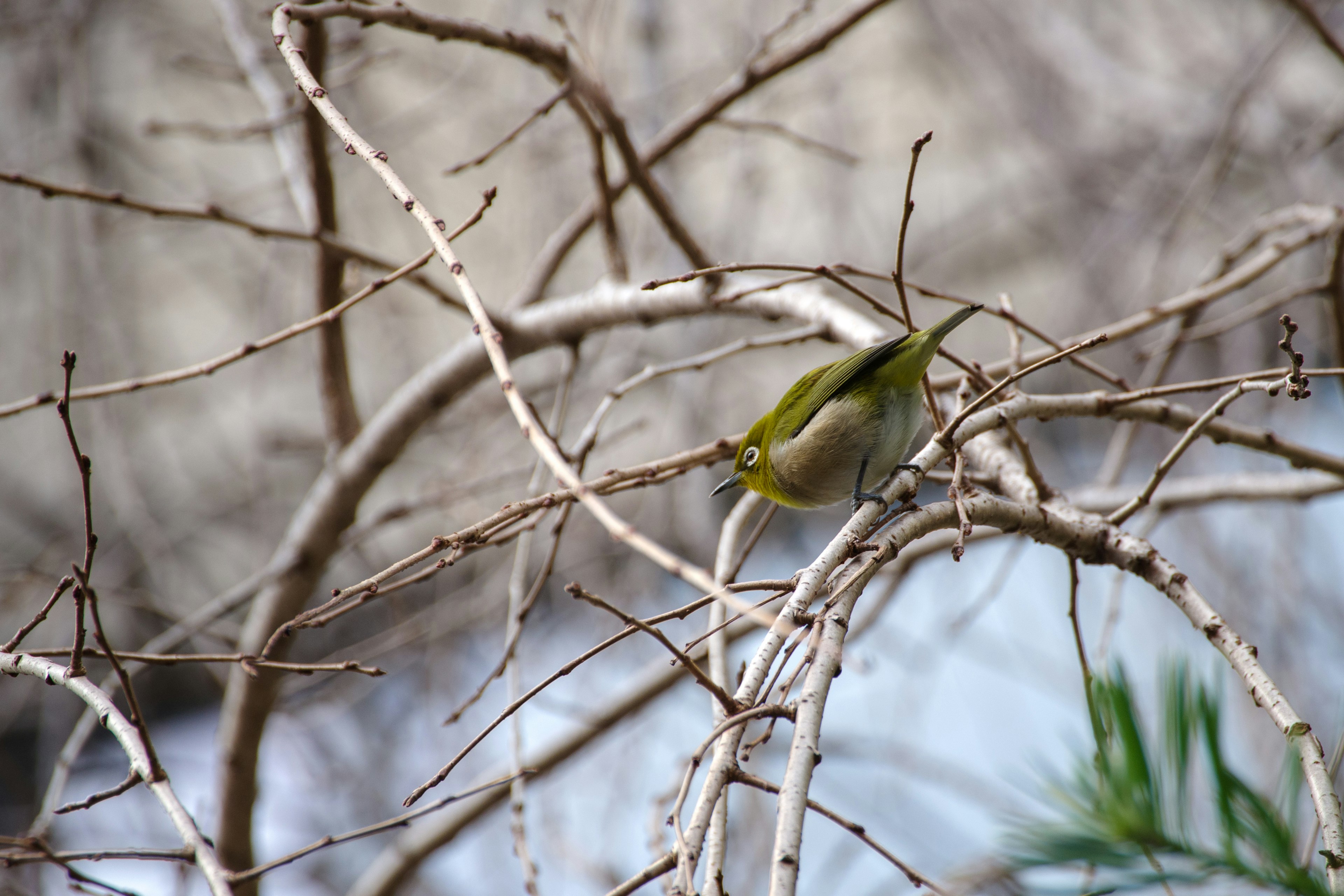 Un pequeño pájaro verde posado en ramas delgadas con un fondo de agua borroso