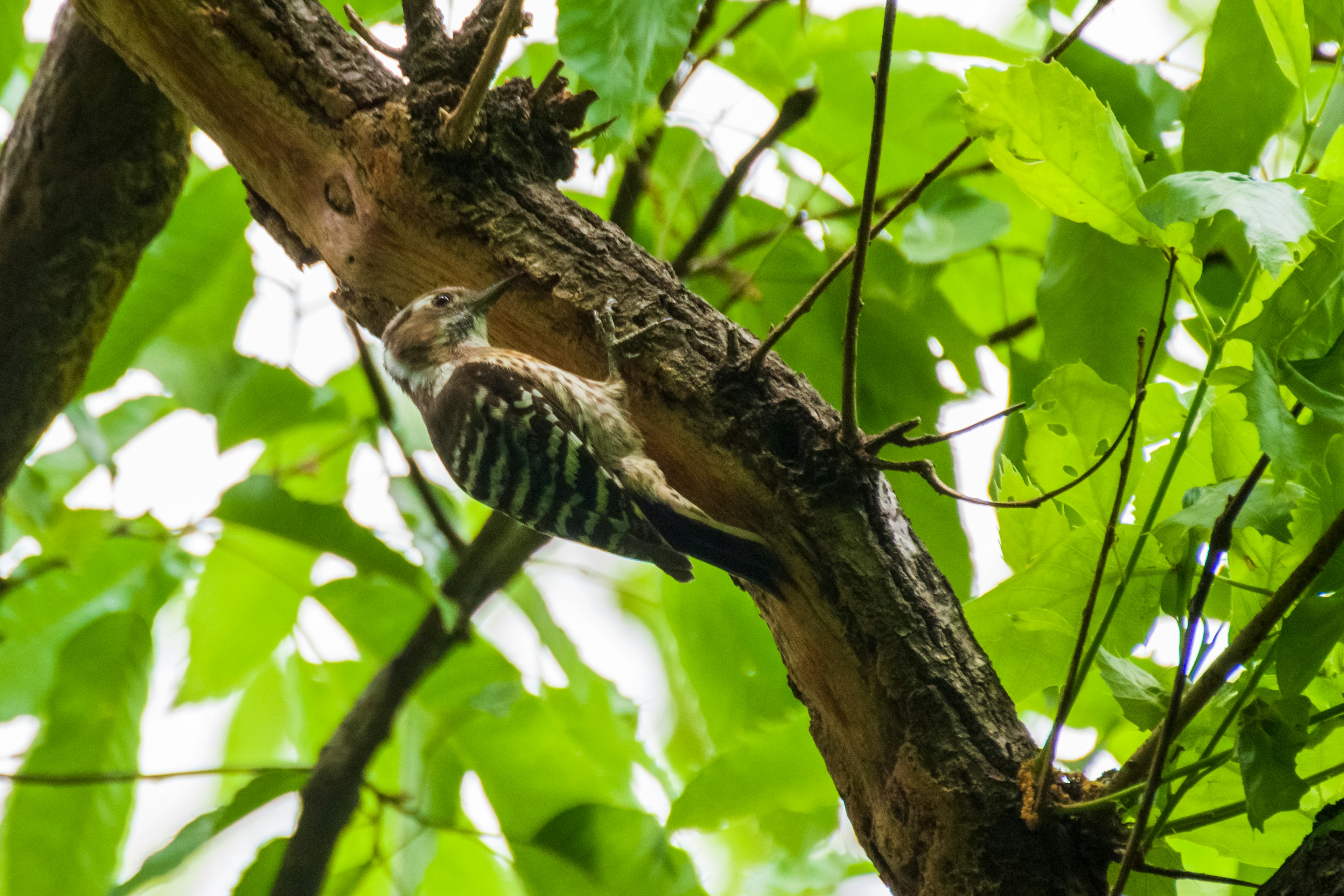 Ein Vogel sitzt auf einem Baumstamm, umgeben von grünen Blättern