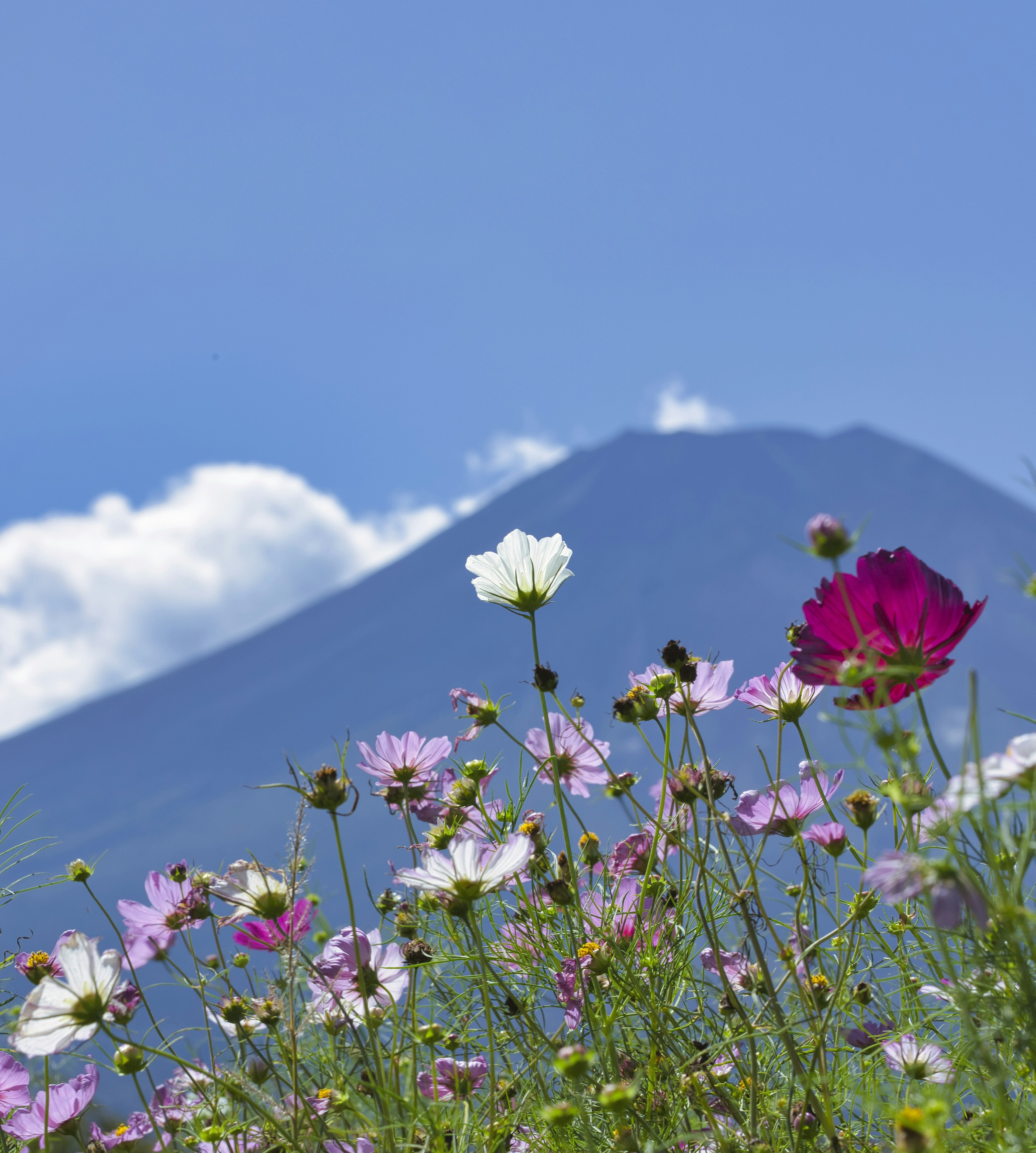 Colorful flowers in the foreground with Mount Fuji in the background